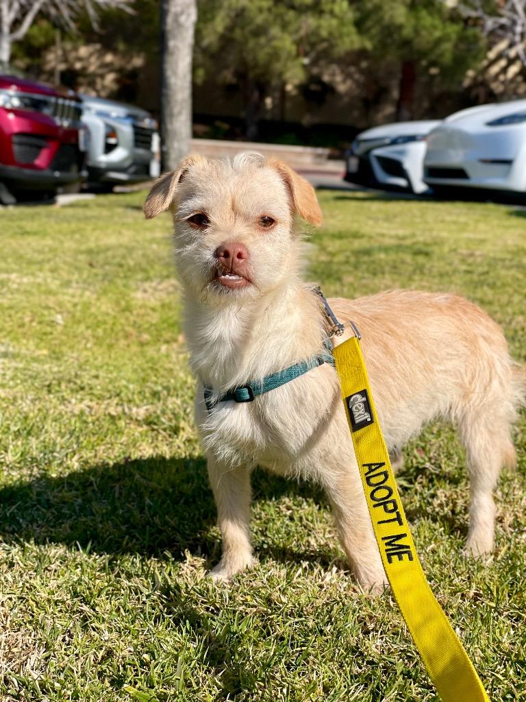 Enlarge Lippy, a Adoptable mixed breed in Thousand Oaks, CA image 2/6