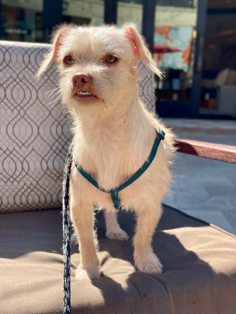 Enlarge Lippy, a Adoptable mixed breed in Thousand Oaks, CA image 4/6