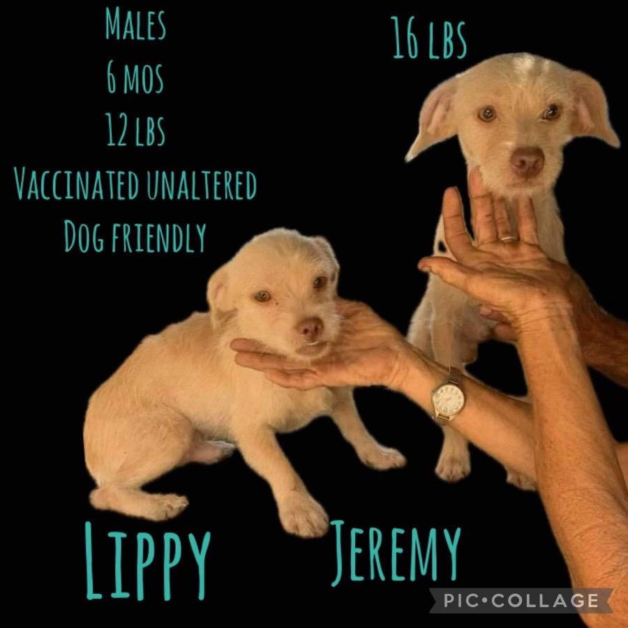 Enlarge Lippy, a Adoptable mixed breed in Thousand Oaks, CA image 6/6