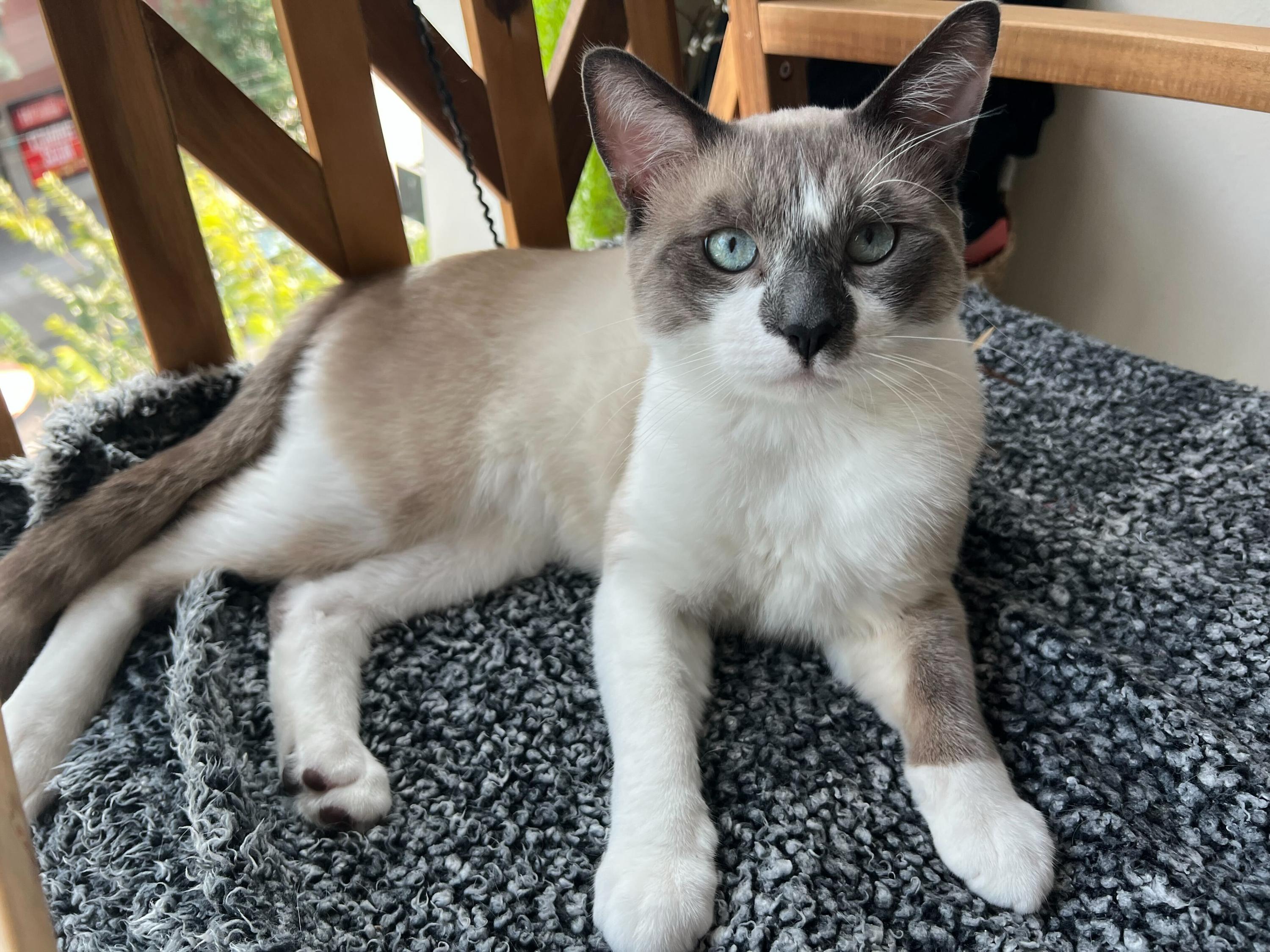 Gatsby, Adult Male unknown