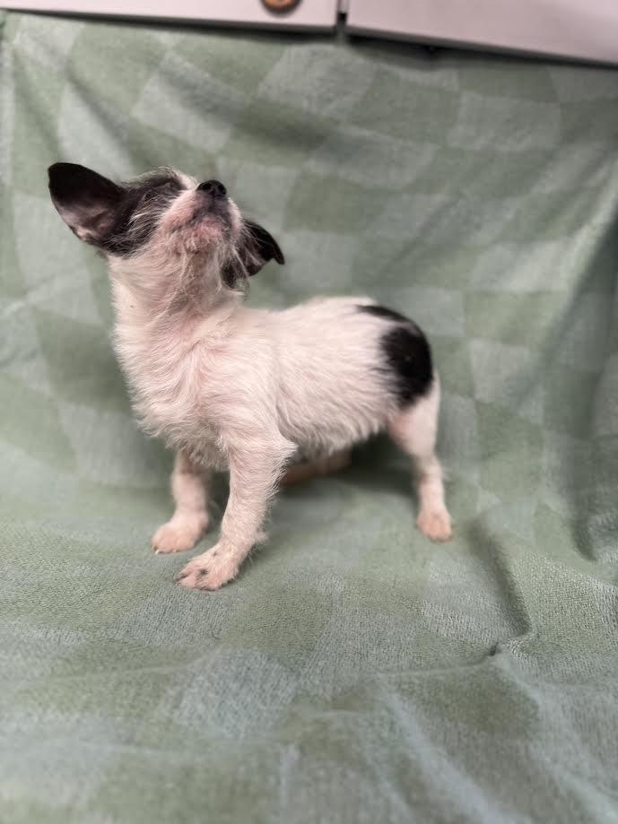 Enlarge Crumb, a ADOPTABLE mixed breed in Oakdale, CA image 2/2