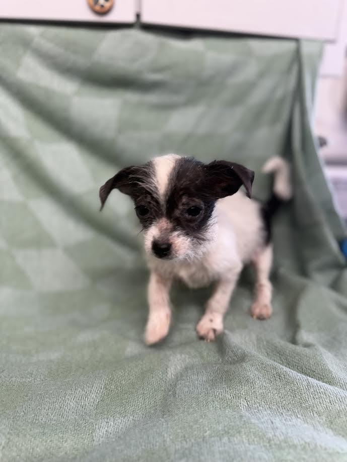 Crumb, ADOPTABLE, Young Female Chihuahua.