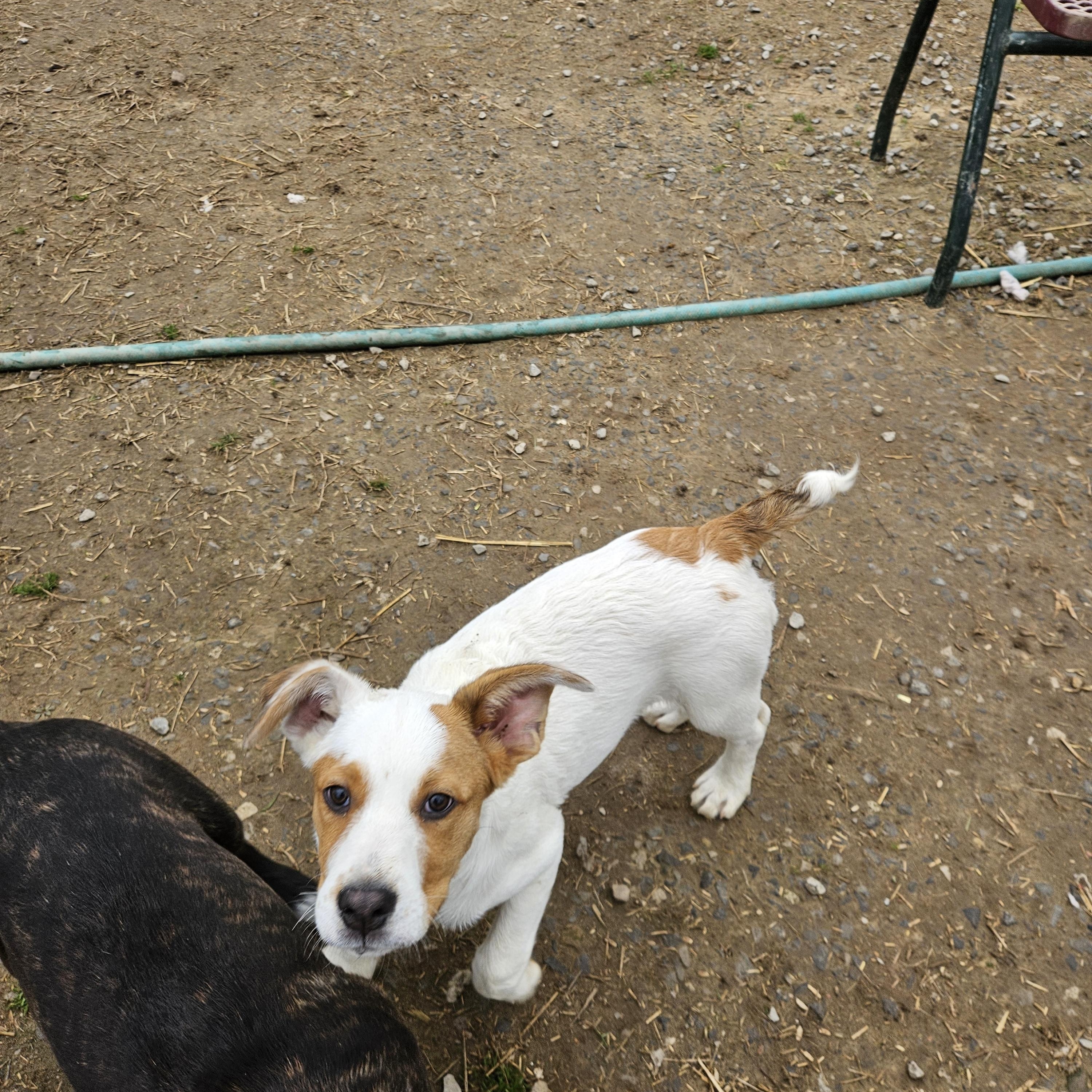 Fred Farkle — thumbnail 2