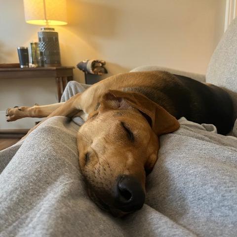 Enlarge Scout, a Adoptable Hound in Raleigh, NC image 1/6