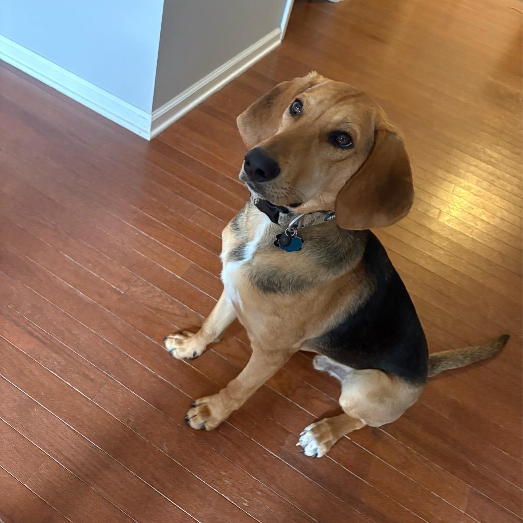 Scout, Adoptable, Young Male Hound.