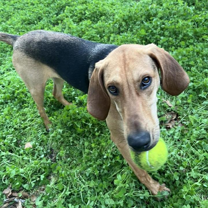 Enlarge Scout, a Adoptable Hound in Raleigh, NC image 2/6