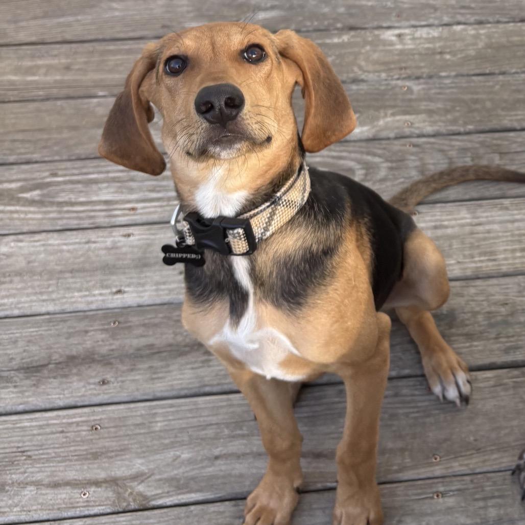 Enlarge Scout, a Adoptable Hound in Raleigh, NC image 2/5