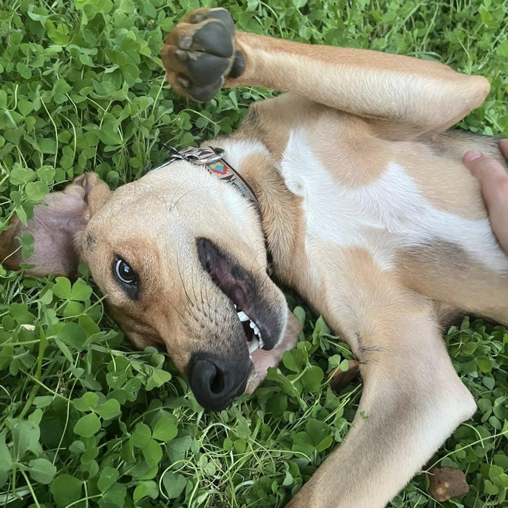 Enlarge Scout, a Adoptable Hound in Raleigh, NC image 3/6