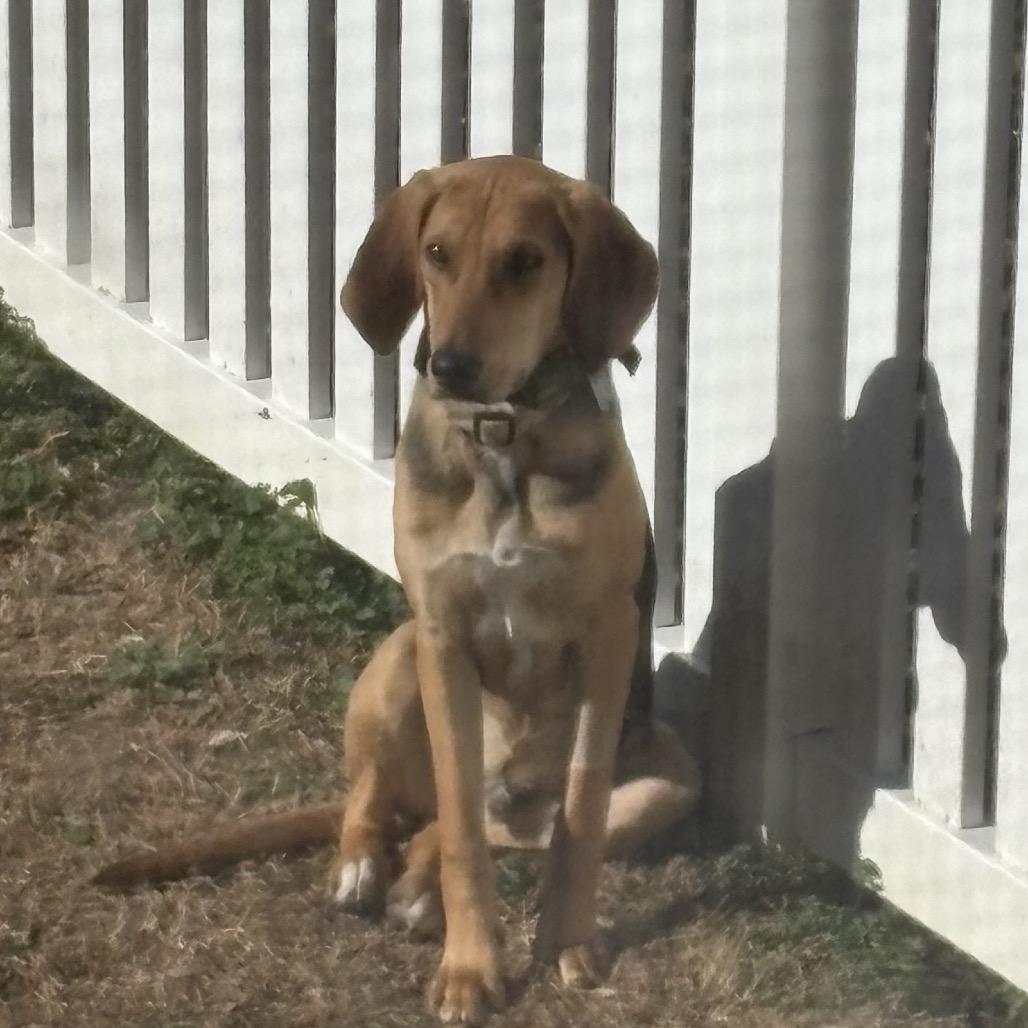 Enlarge Scout, a Adoptable Hound in Raleigh, NC image 3/5