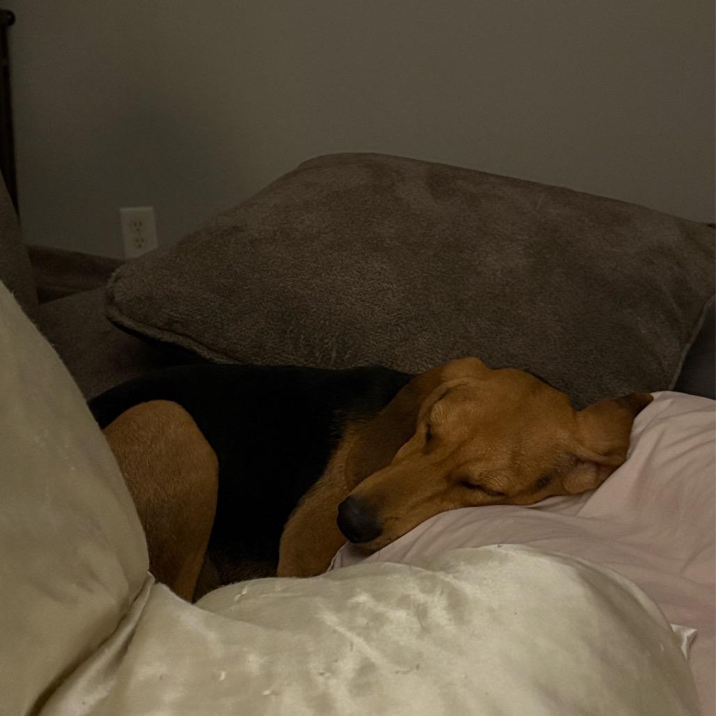 Enlarge Scout, a Adoptable Hound in Raleigh, NC image 5/5