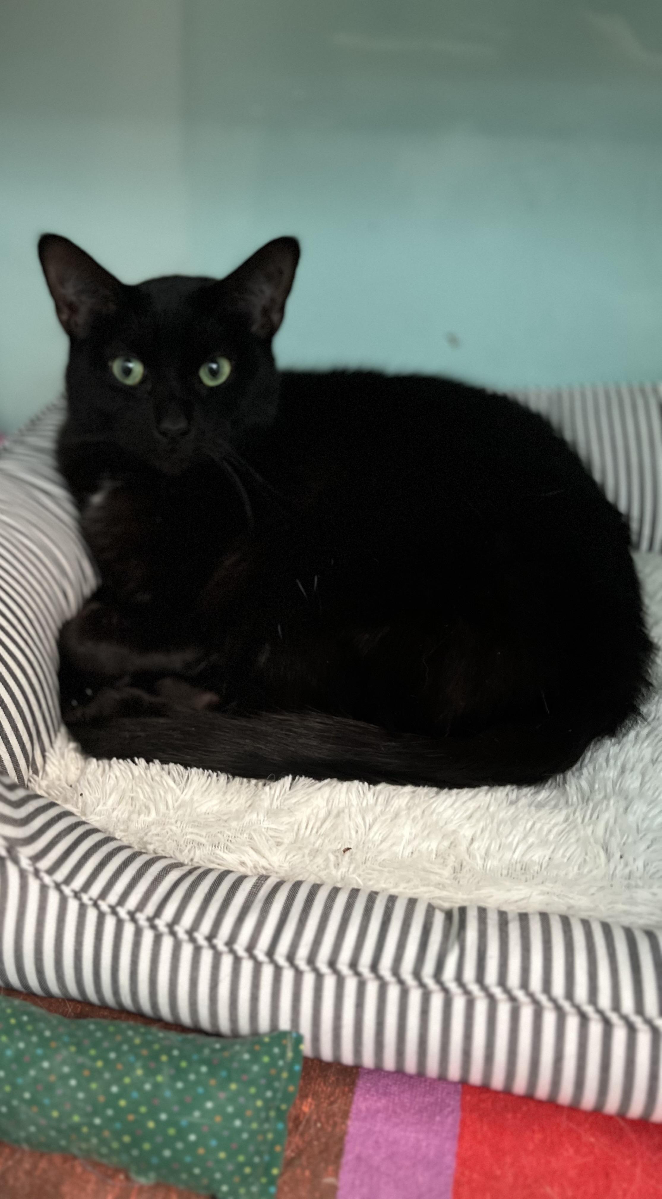 Blue, Adoptable, Adult Male Domestic Short Hair.