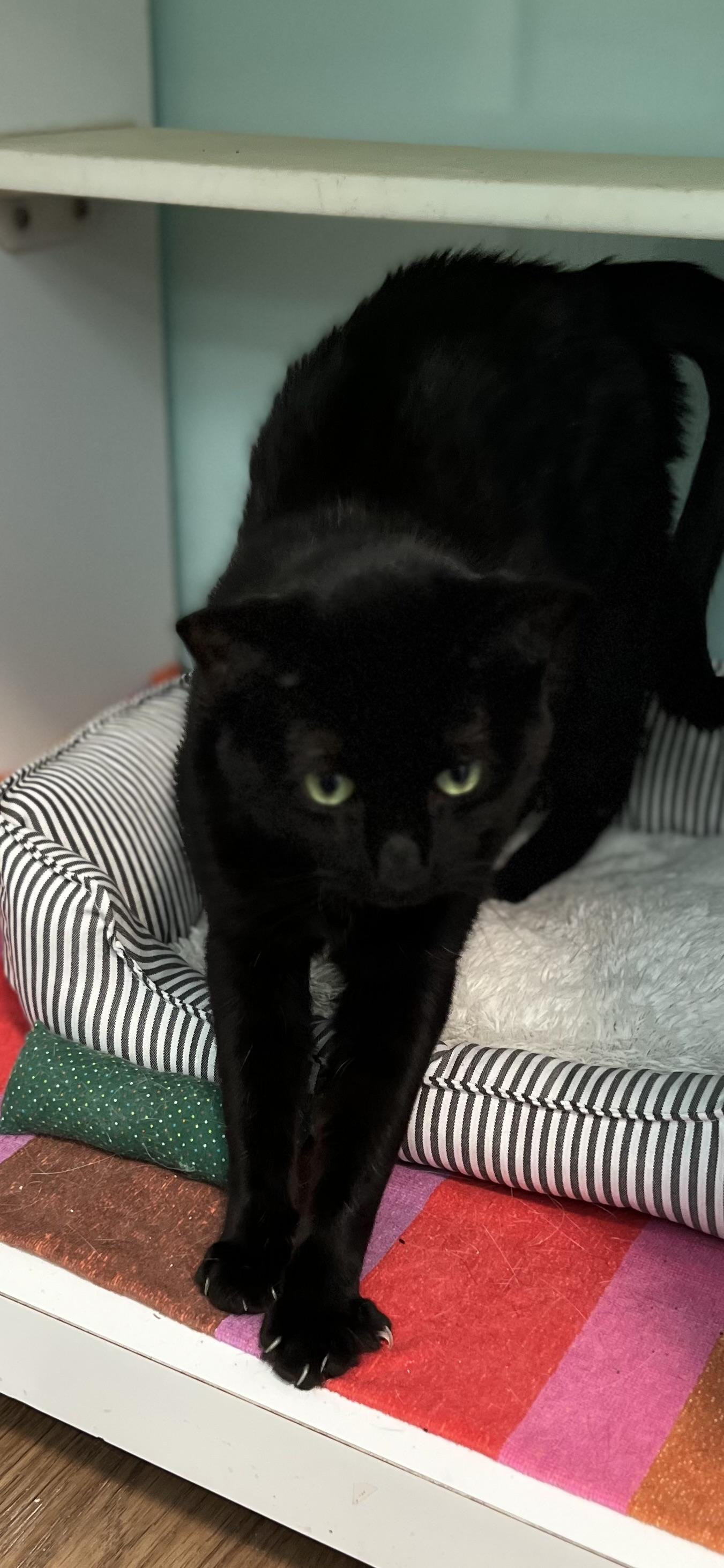 Enlarge Blue, a Adoptable Domestic Short Hair in Holland, MI image 2/3