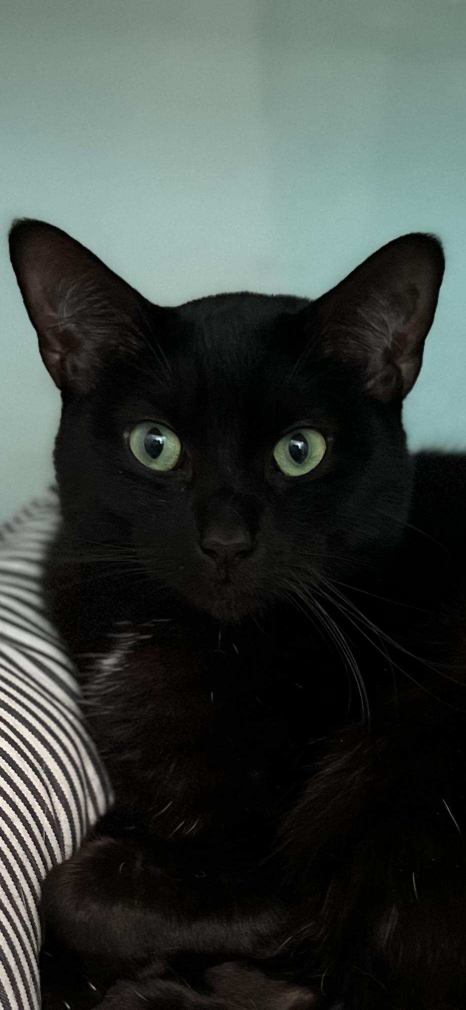 Blue, Adoptable, Adult Male Domestic Short Hair.