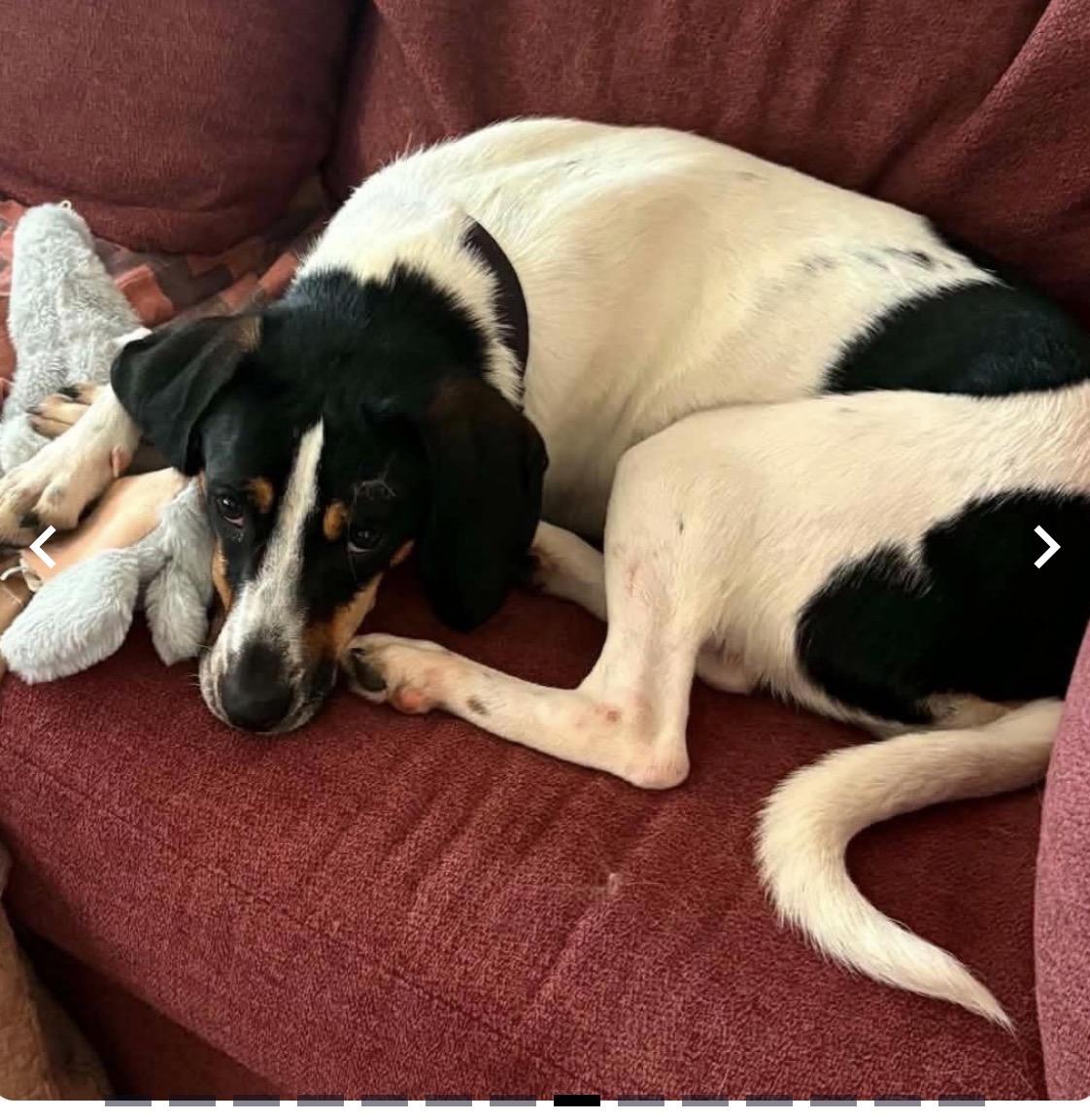 Charlie, ADOPTABLE, Young Male Treeing Walker Coonhound.