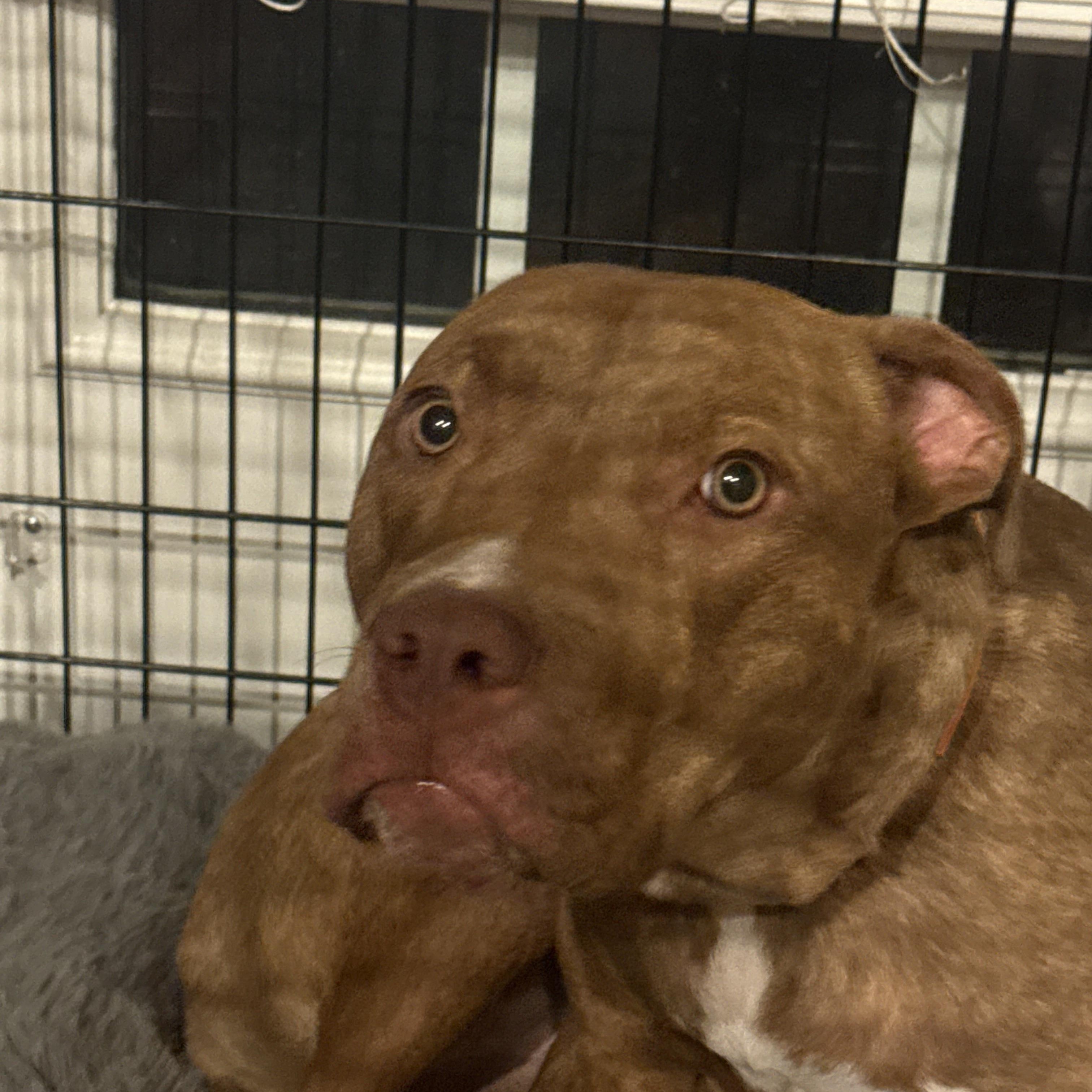 Phoenix, Adopted, Young Female Pit Bull Terrier.
