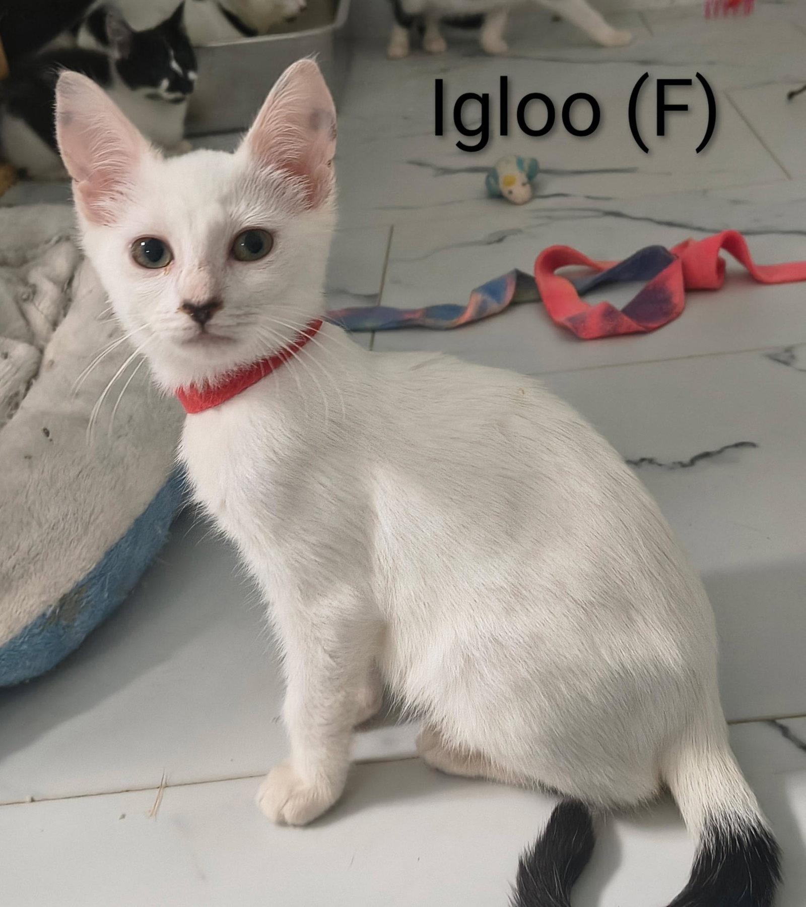 Igloo, Adoptable, Kitten Female Domestic Short Hair.