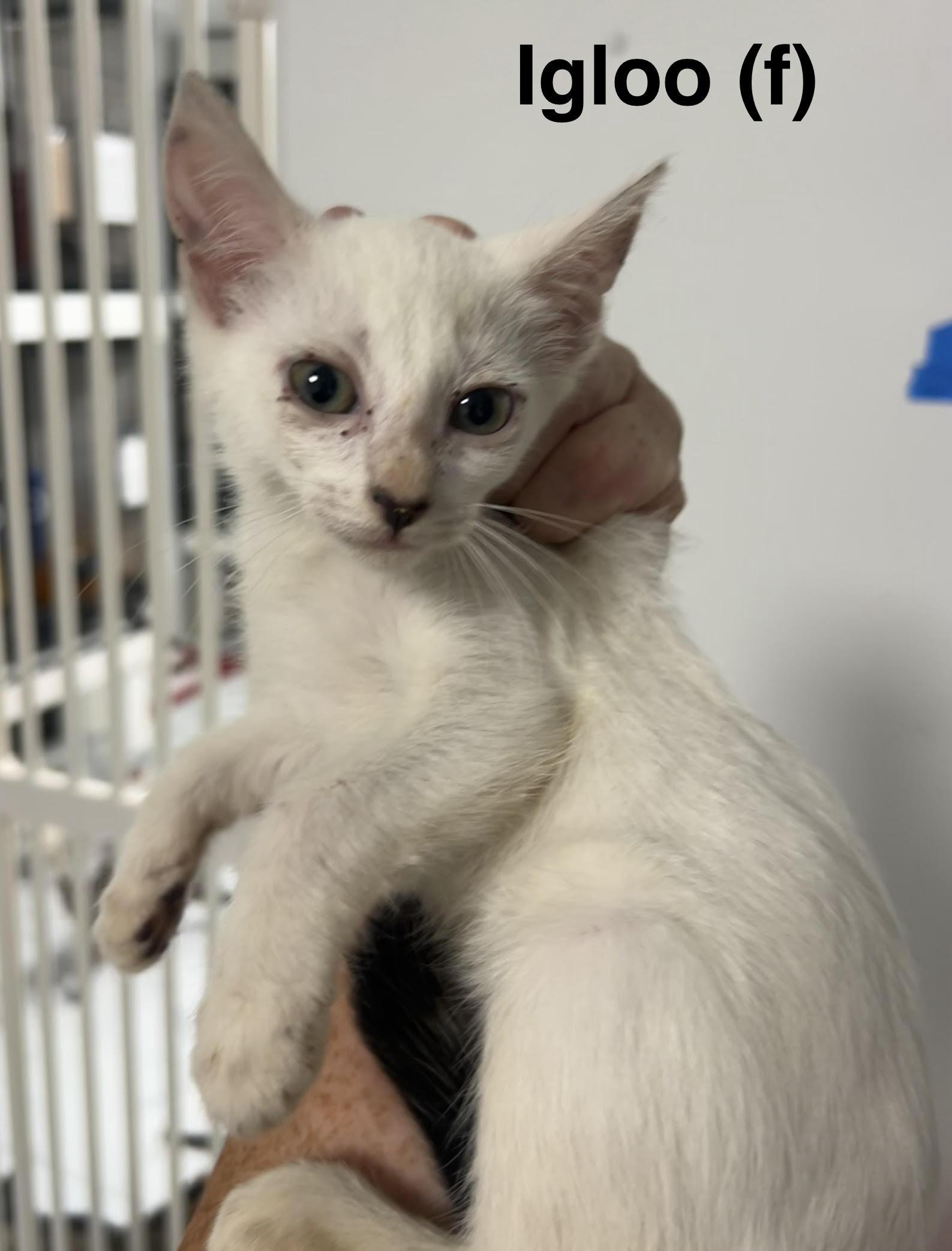 Enlarge Igloo, a Adoptable Domestic Short Hair in Saugerties, NY image 2/2