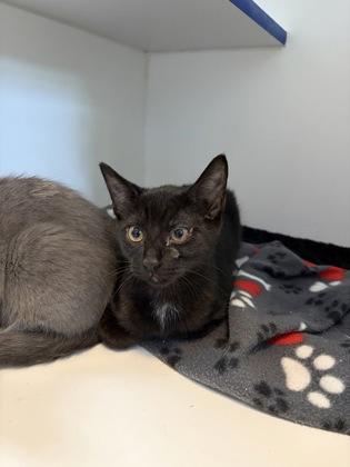 Noah, Adoptable, Kitten Male Domestic Short Hair & Domestic Short Hair.