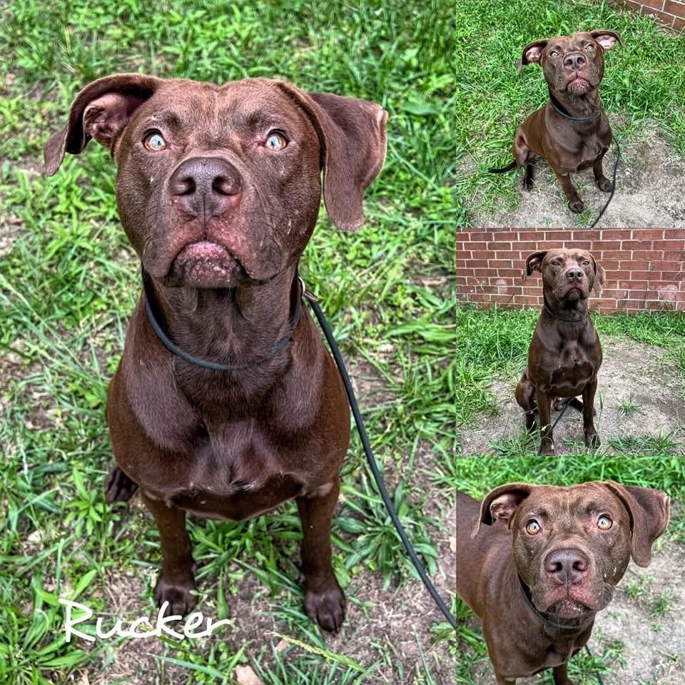 Rucker, Adoptable, Adult Male Labrador Retriever & American Staffordshire Terrier.