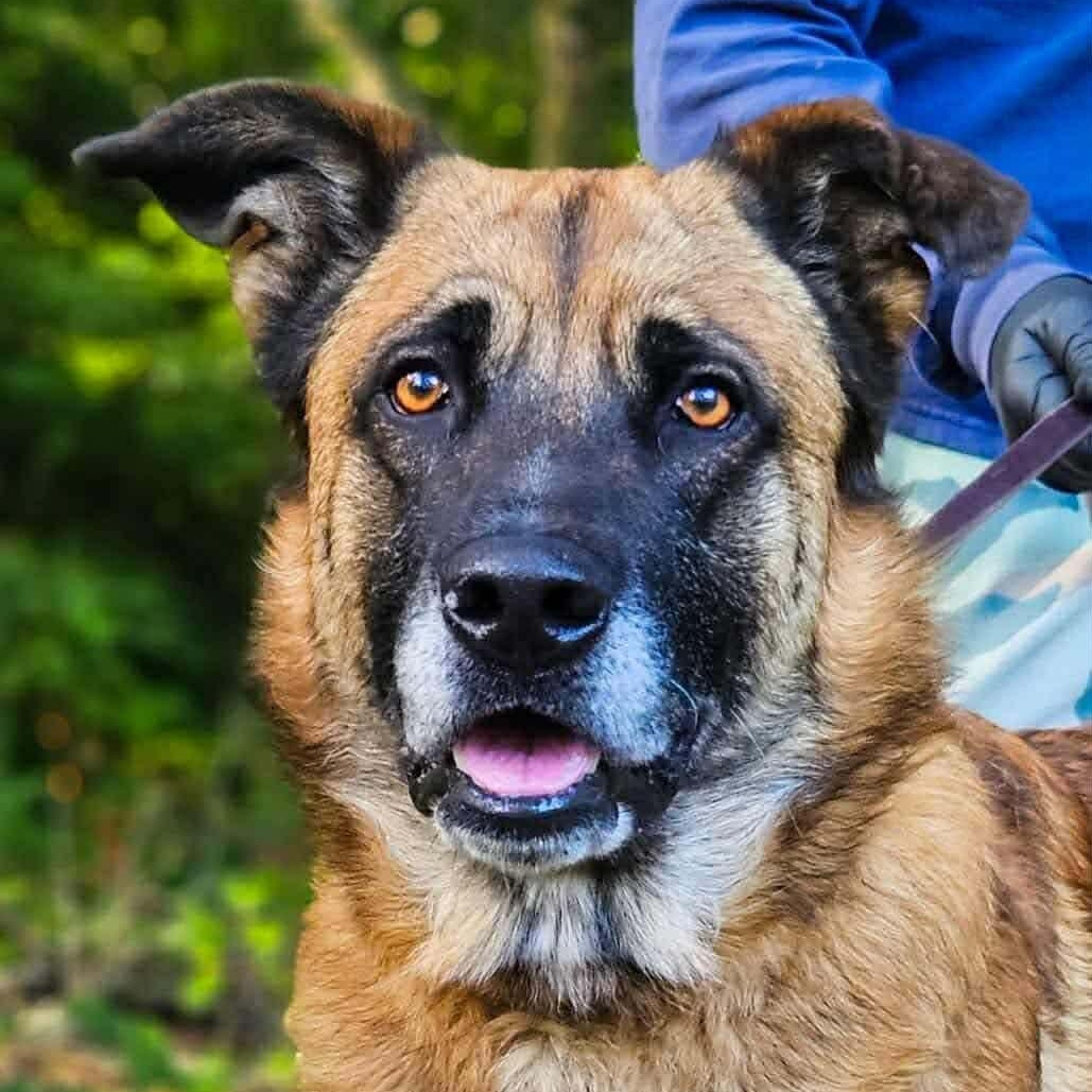 Jimbo, ADOPTABLE, Adult Male Anatolian Shepherd.