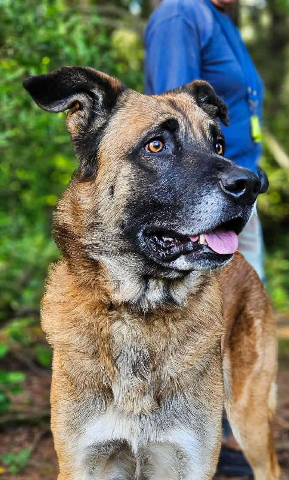 Enlarge Jimbo, a ADOPTABLE mixed breed in Battle Ground, WA image 3/3