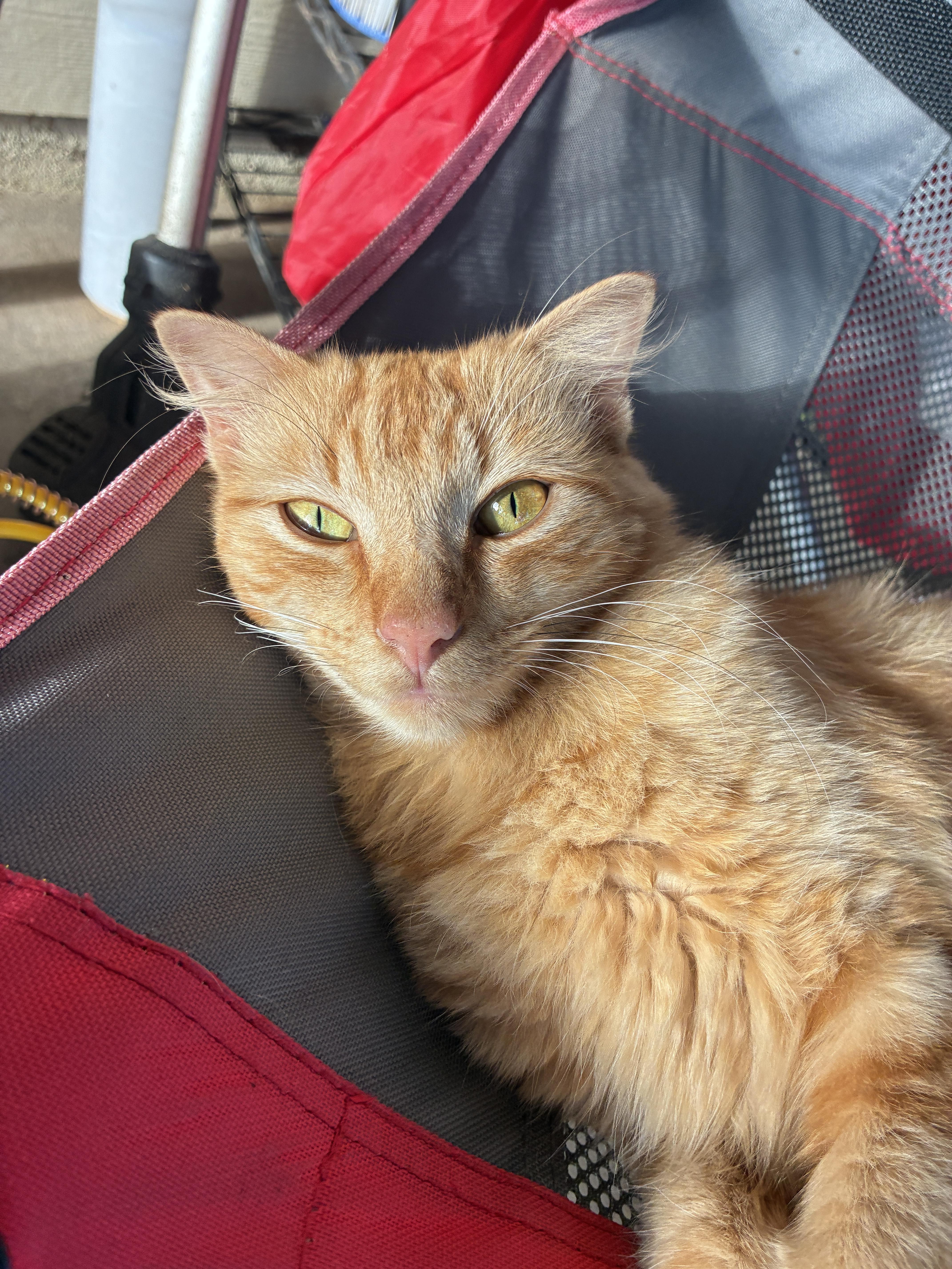 Chubbs, a ADOPTABLE Domestic Medium Hair in Mount Pleasant, TX image 2/3