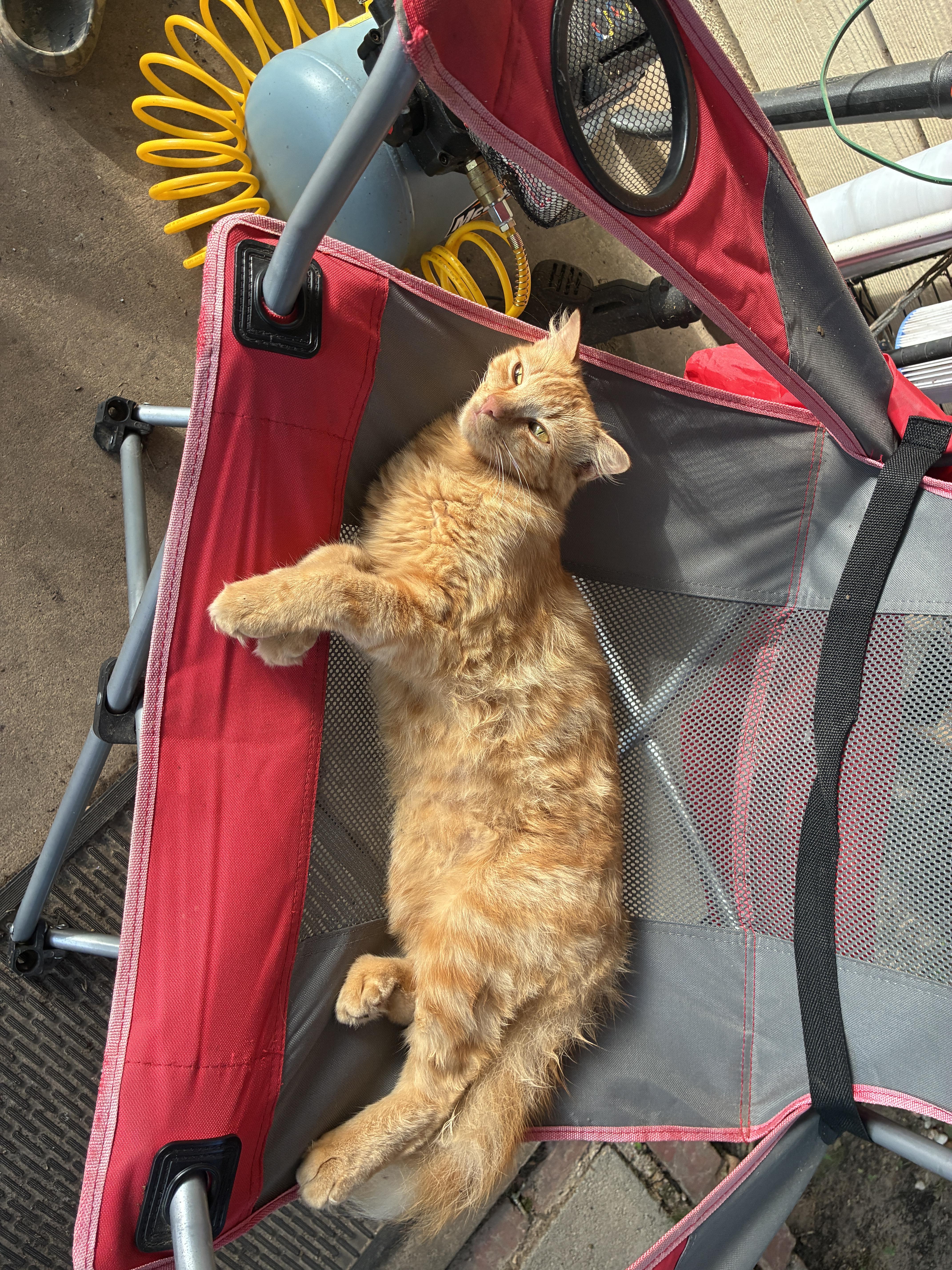 Chubbs, ADOPTABLE, Young Female Domestic Medium Hair.