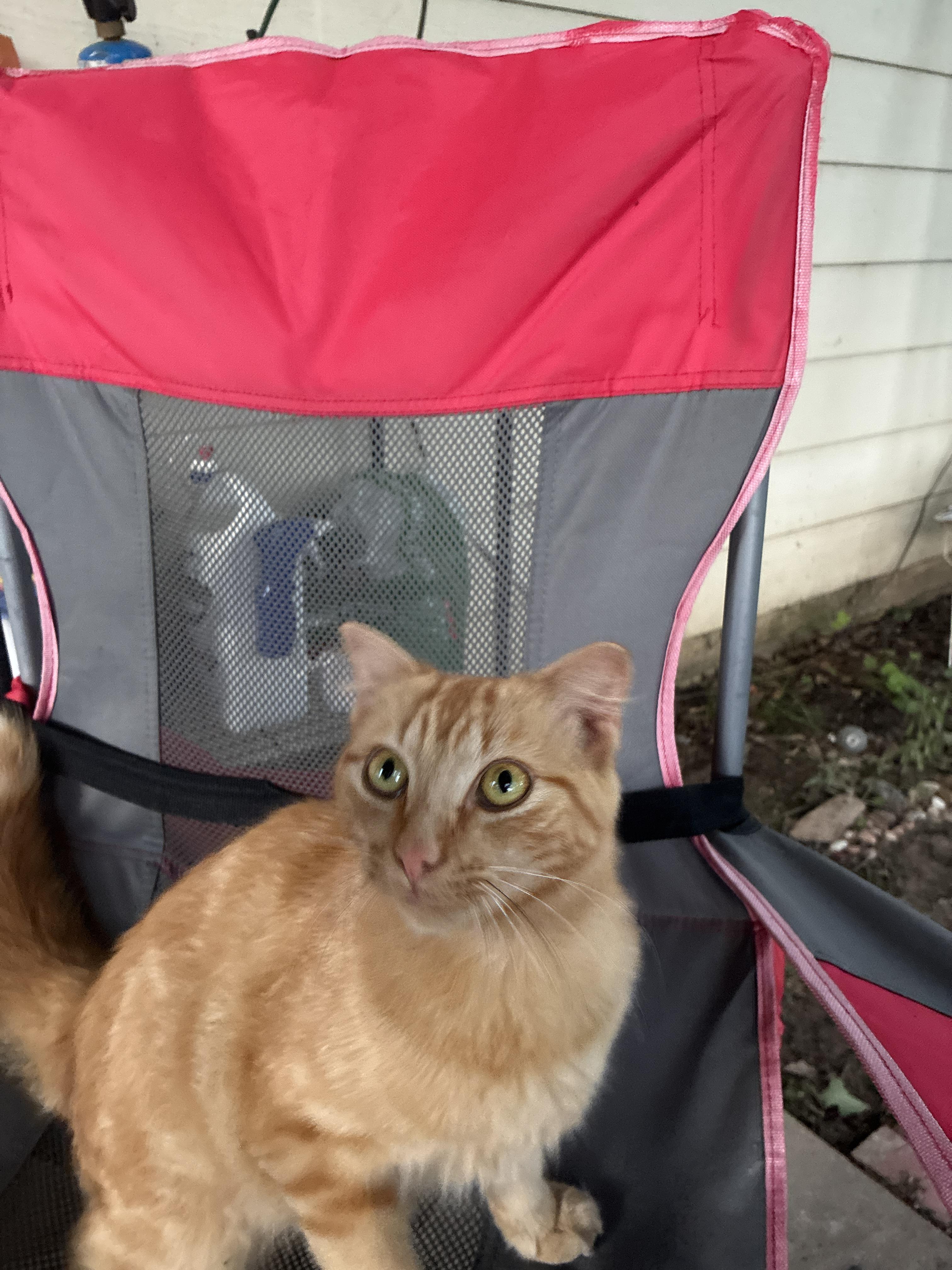 Chubbs, a ADOPTABLE Domestic Medium Hair in Mount Pleasant, TX image 3/3