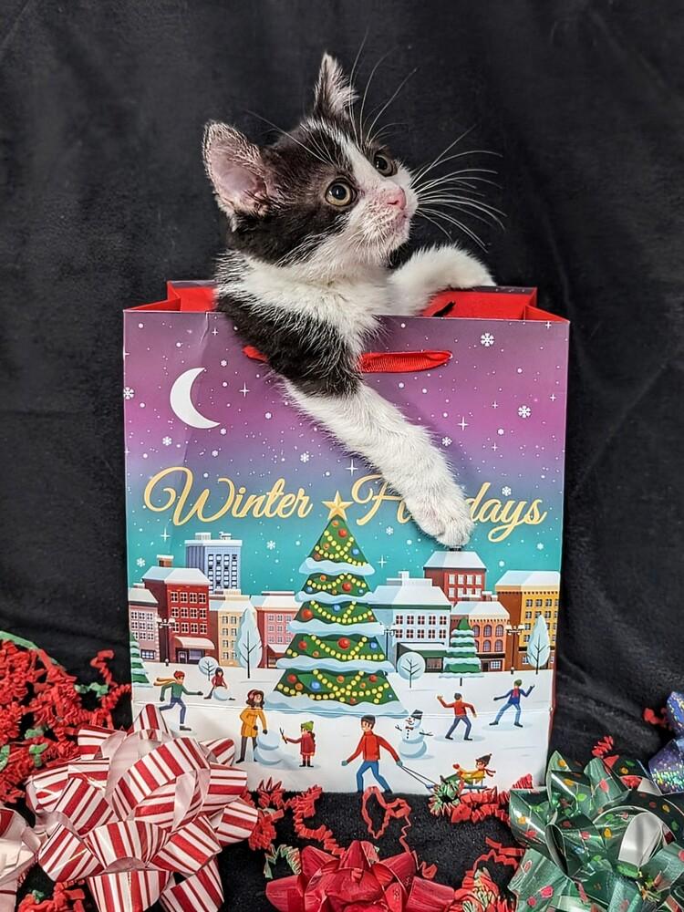 Jack, Adoptable, Kitten Male Domestic Short Hair.