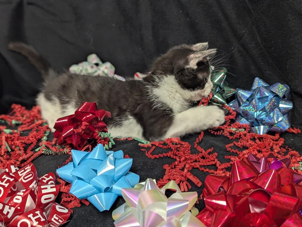 Enlarge Jack, a Adoptable Domestic Short Hair in Lorain, OH image 2/6