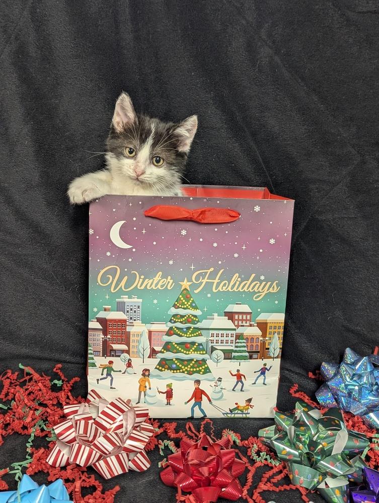 Enlarge Jack, a Adoptable Domestic Short Hair in Lorain, OH image 3/6