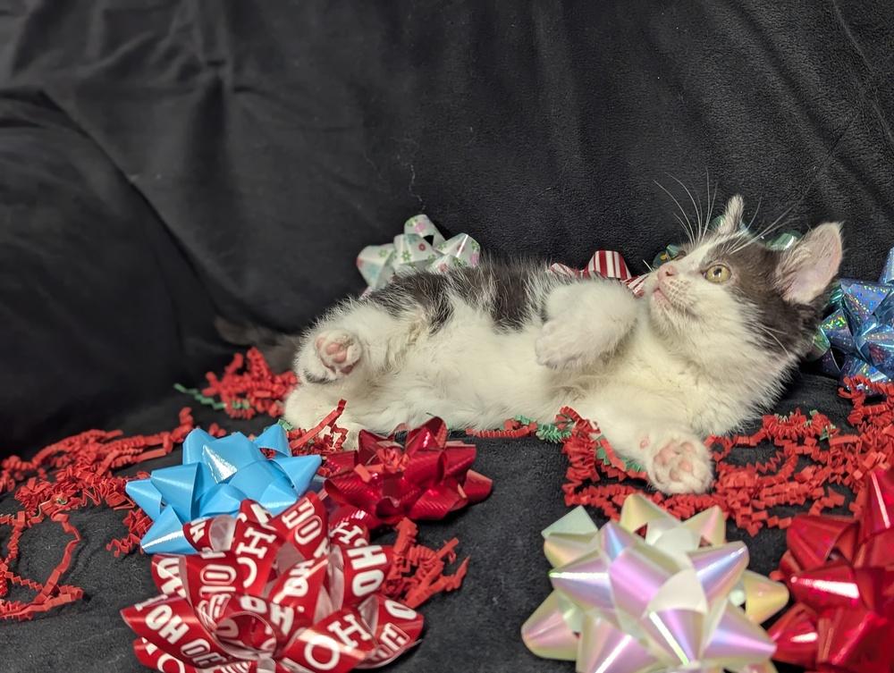 Enlarge Jack, a Adoptable Domestic Short Hair in Lorain, OH image 4/6