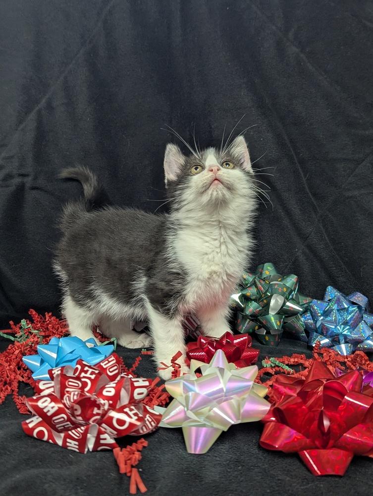 Enlarge Jack, a Adoptable Domestic Short Hair in Lorain, OH image 5/6