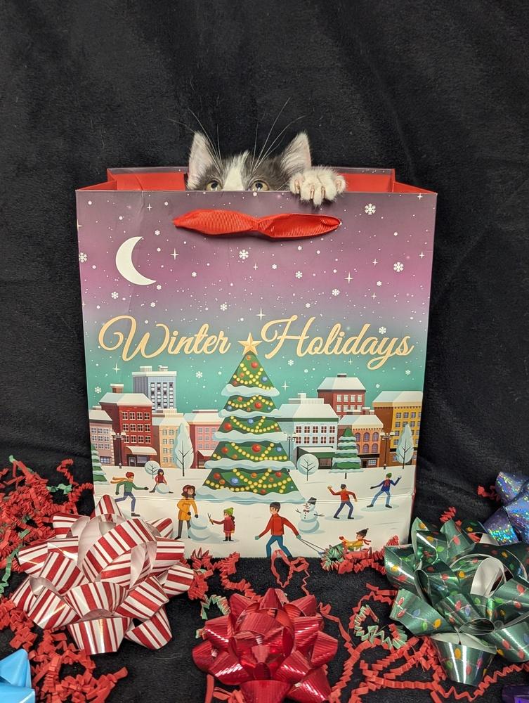 Enlarge Jack, a Adoptable Domestic Short Hair in Lorain, OH image 6/6