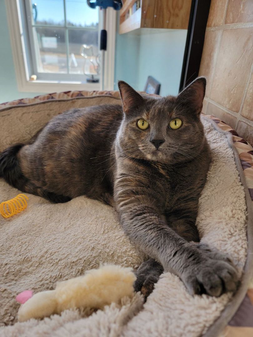 Bridget, Adoptable, Adult Female Domestic Short Hair.