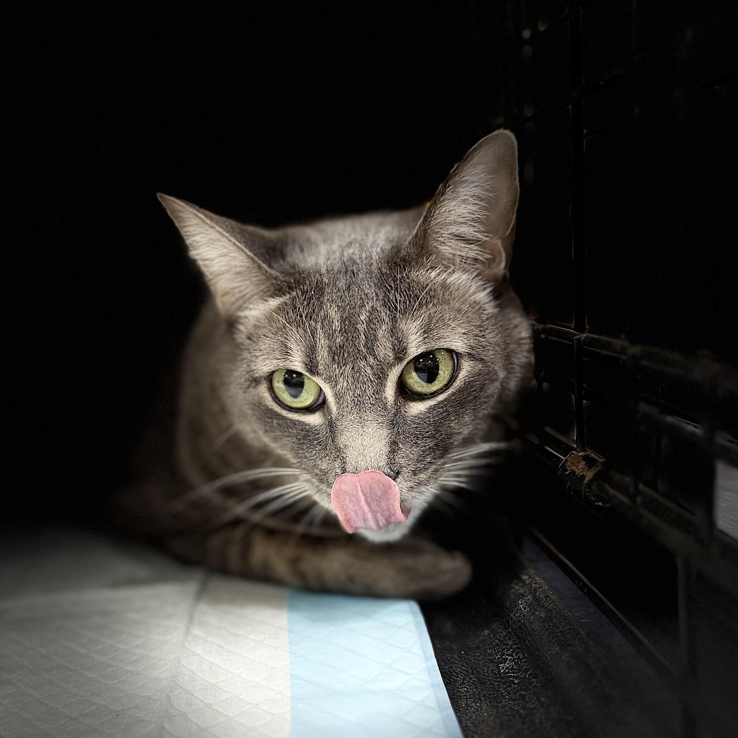 Nicki, a ADOPTABLE Domestic Short Hair in Walnut, CA image 3/5