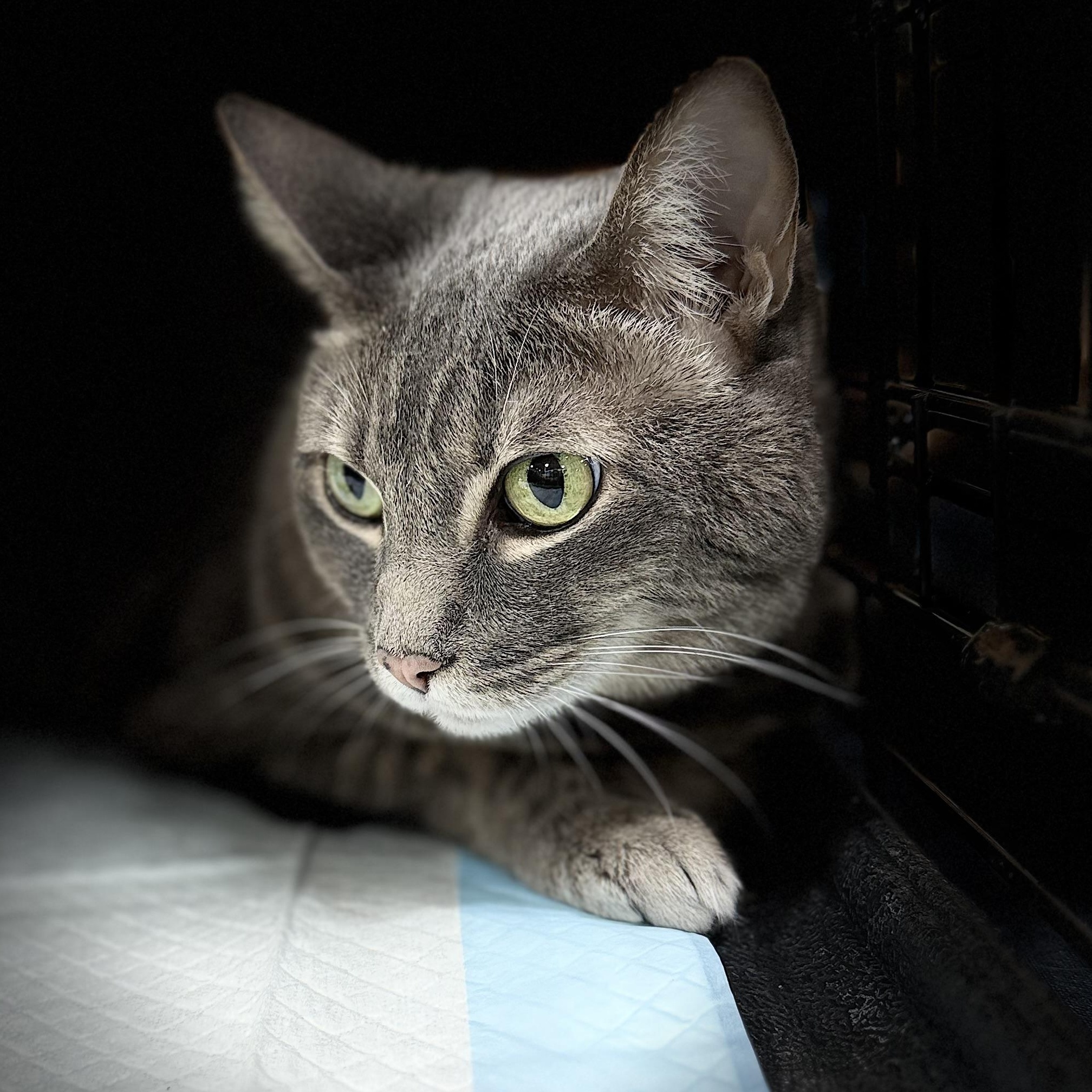 Nicki, a ADOPTABLE Domestic Short Hair in Walnut, CA image 4/5