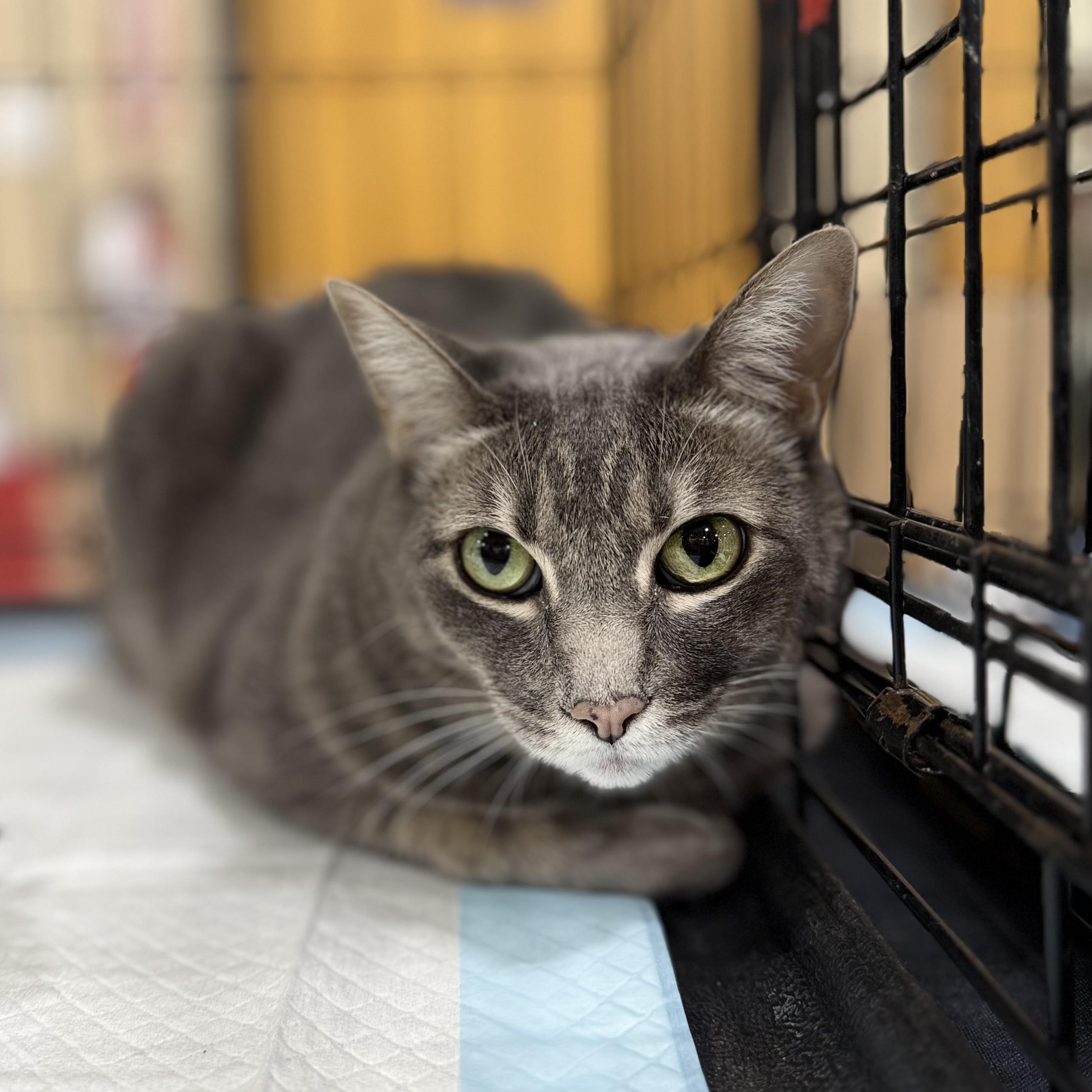 Nicki, ADOPTABLE, Adult Female Domestic Short Hair.