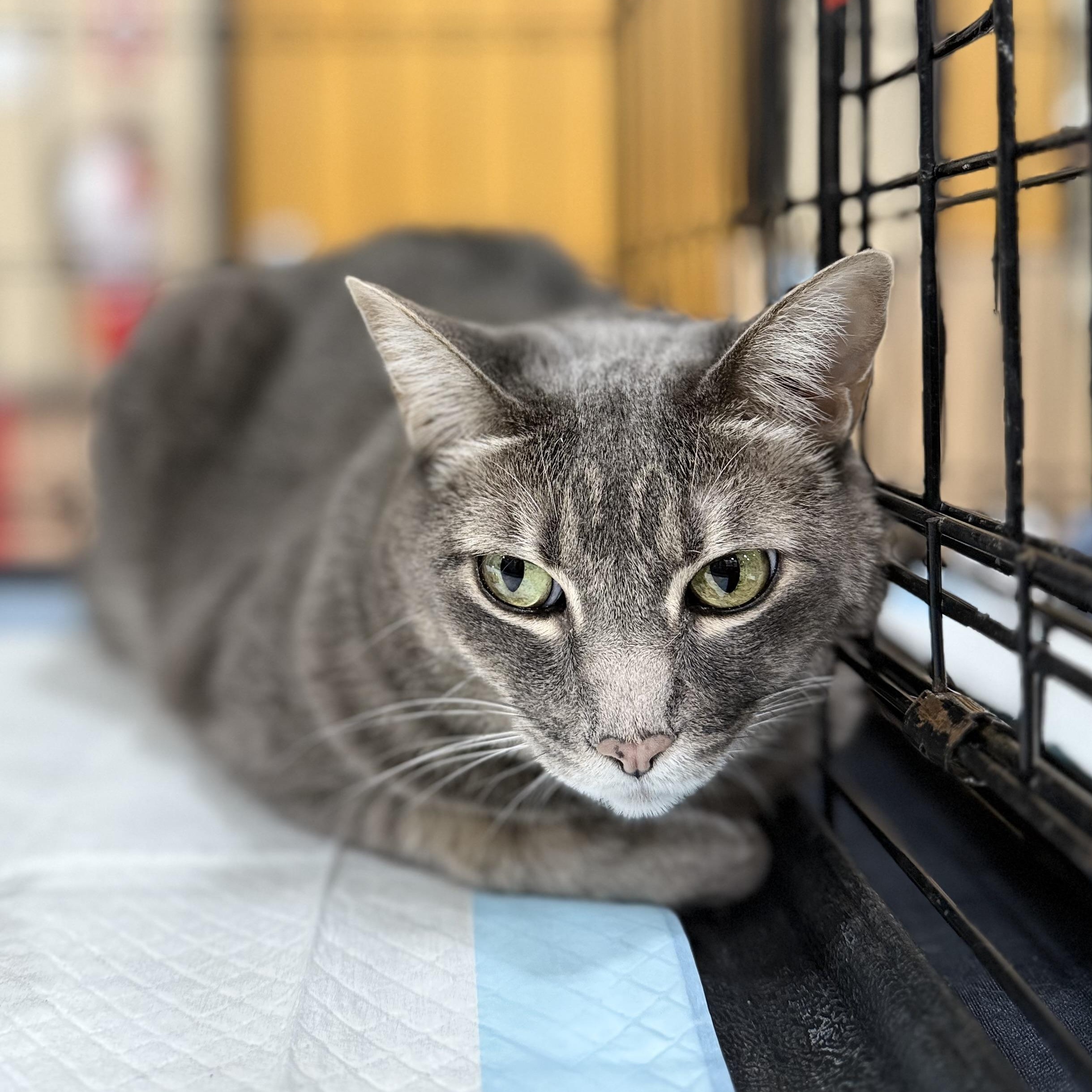 Nicki, a ADOPTABLE Domestic Short Hair in Walnut, CA image 2/5