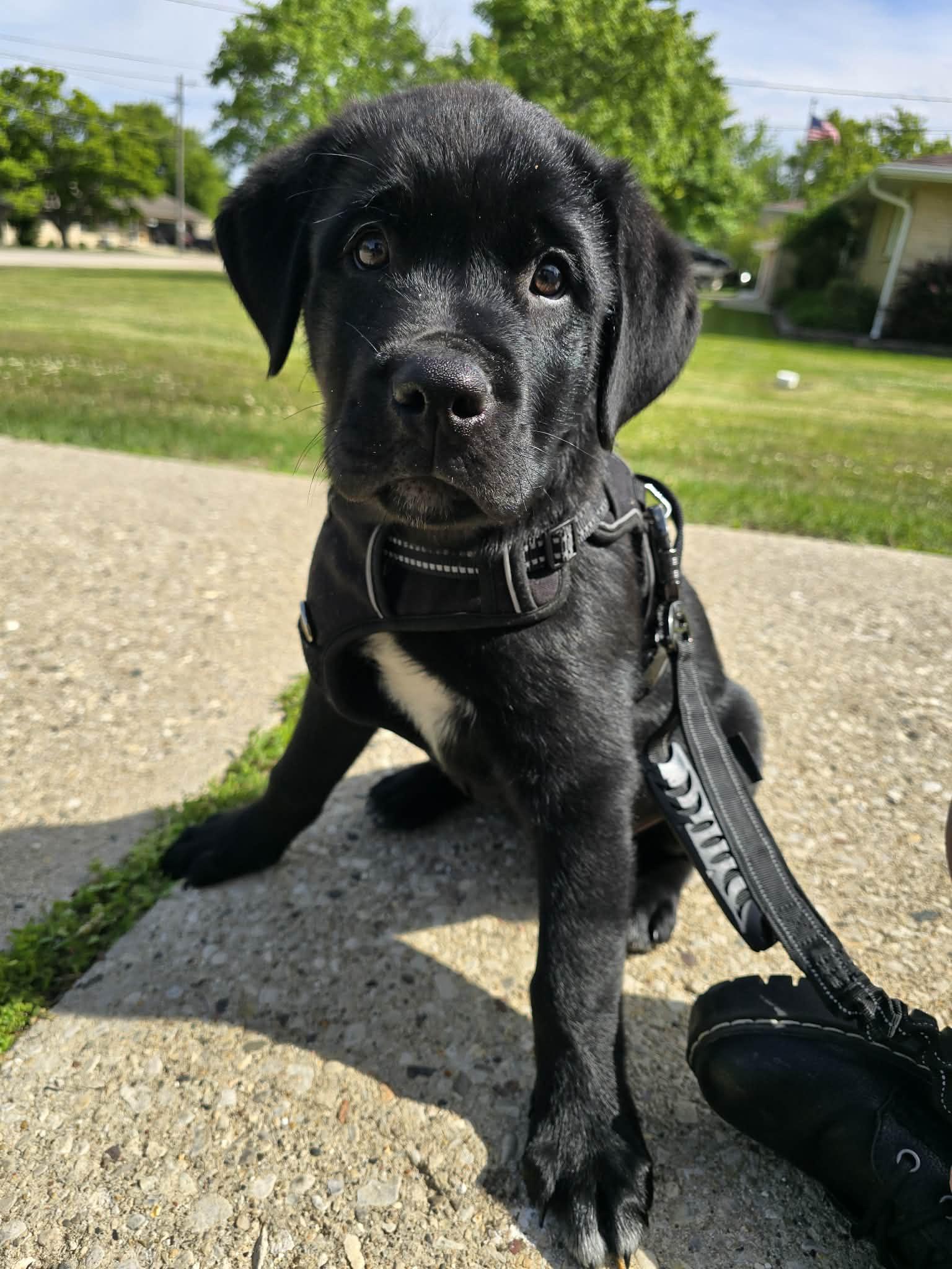 Clyde, adopted, Puppy Male Mixed Breed.
