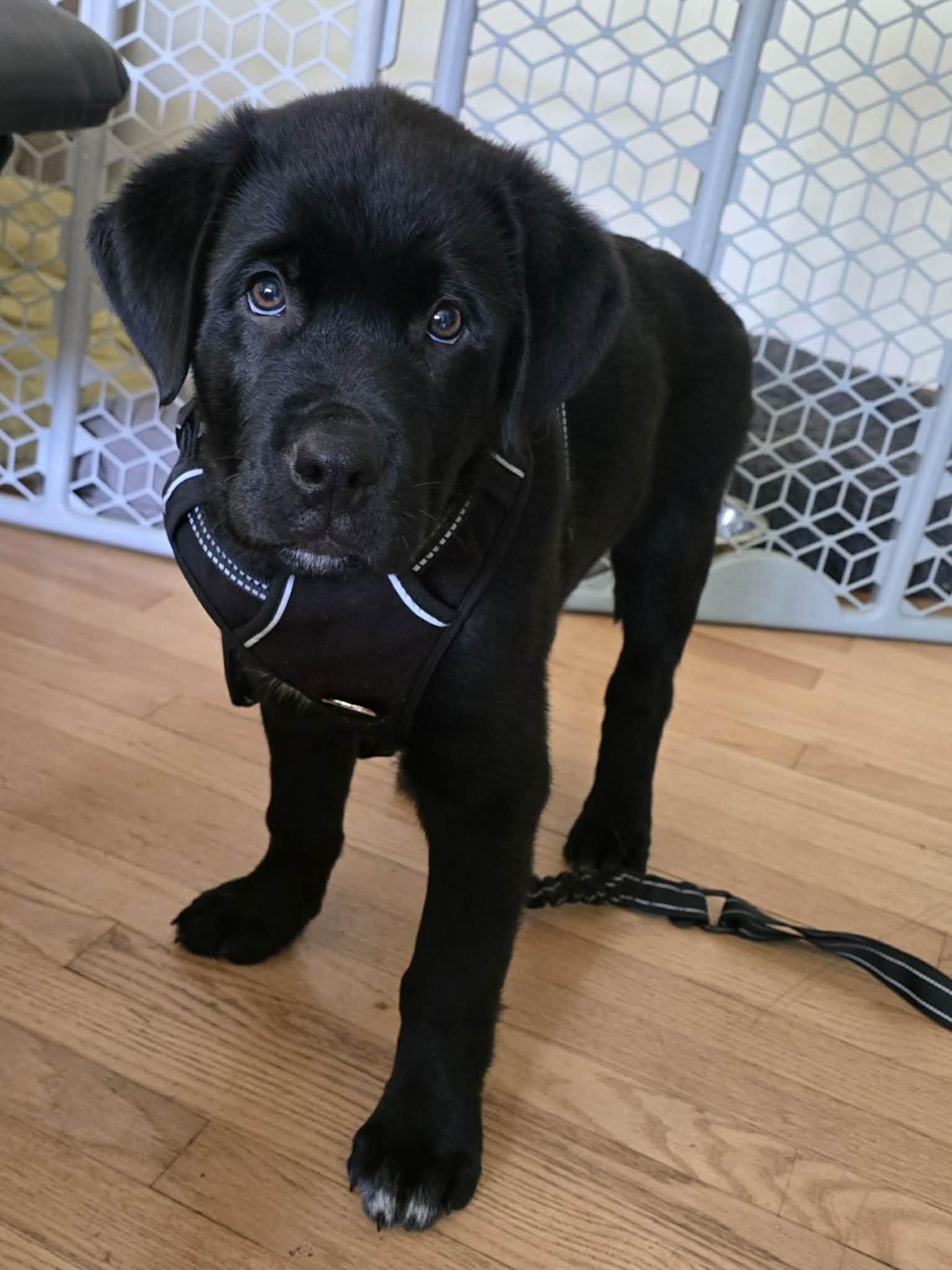 Clyde, an adopted Mixed Breed in Kenosha, WI image 4/4