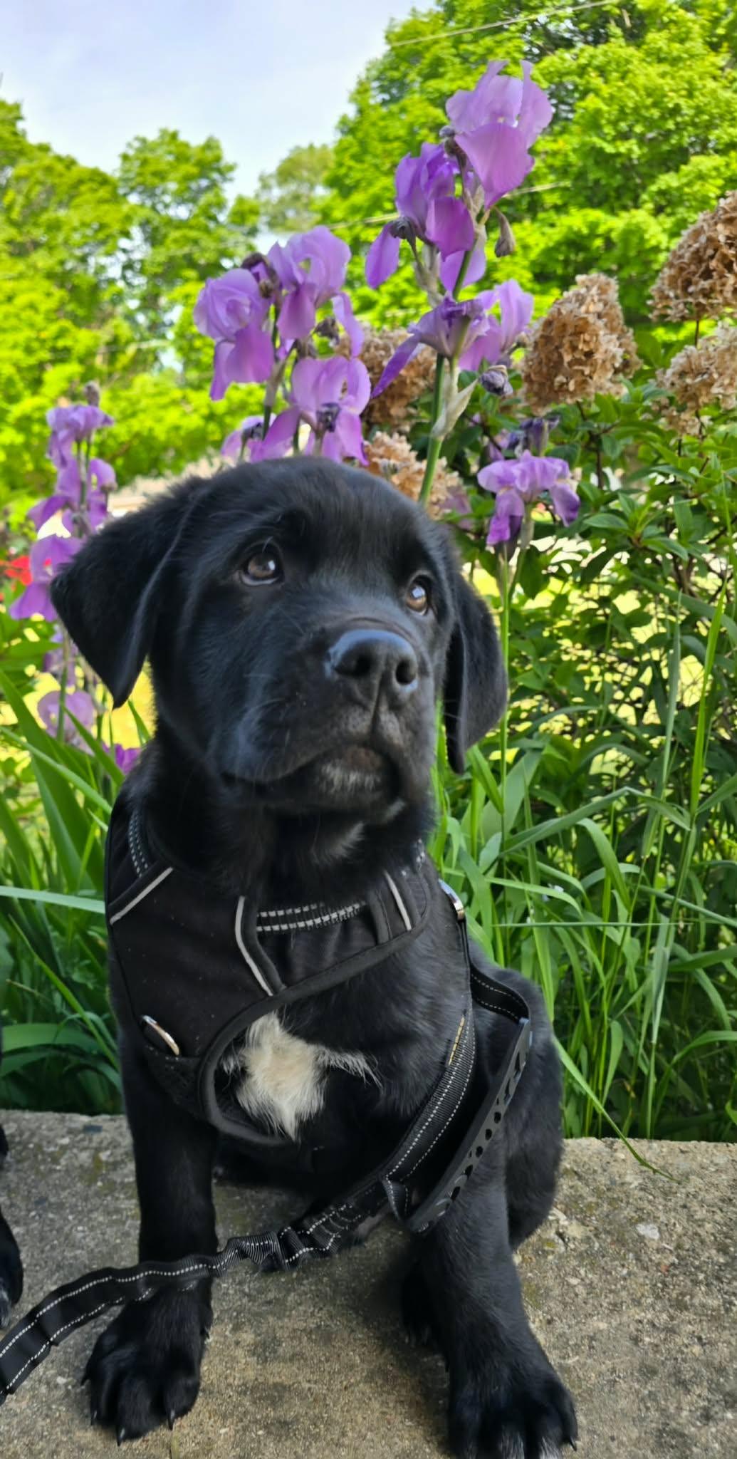 Clyde, an adopted Mixed Breed in Kenosha, WI image 3/4