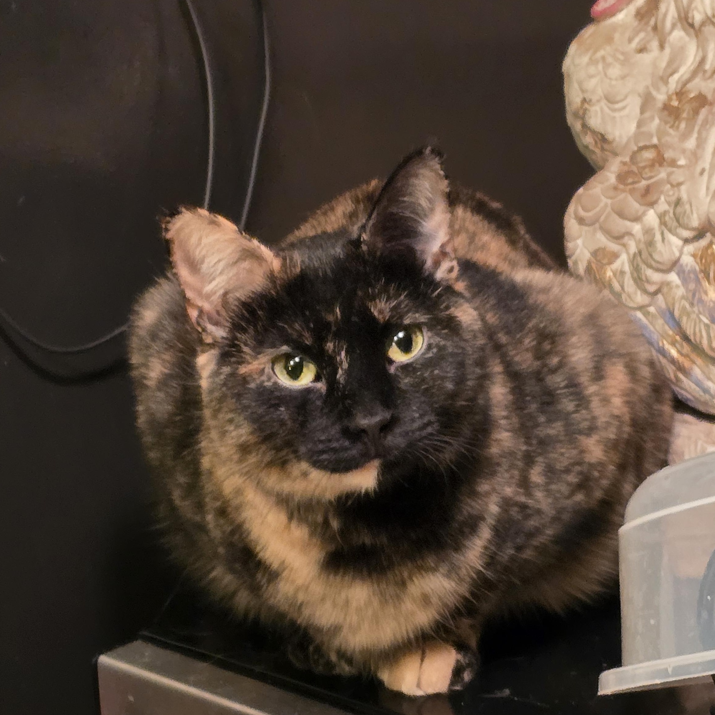 Enlarge AUTUMN, an adoptable American Shorthair in Lake City, MN image 6/6
