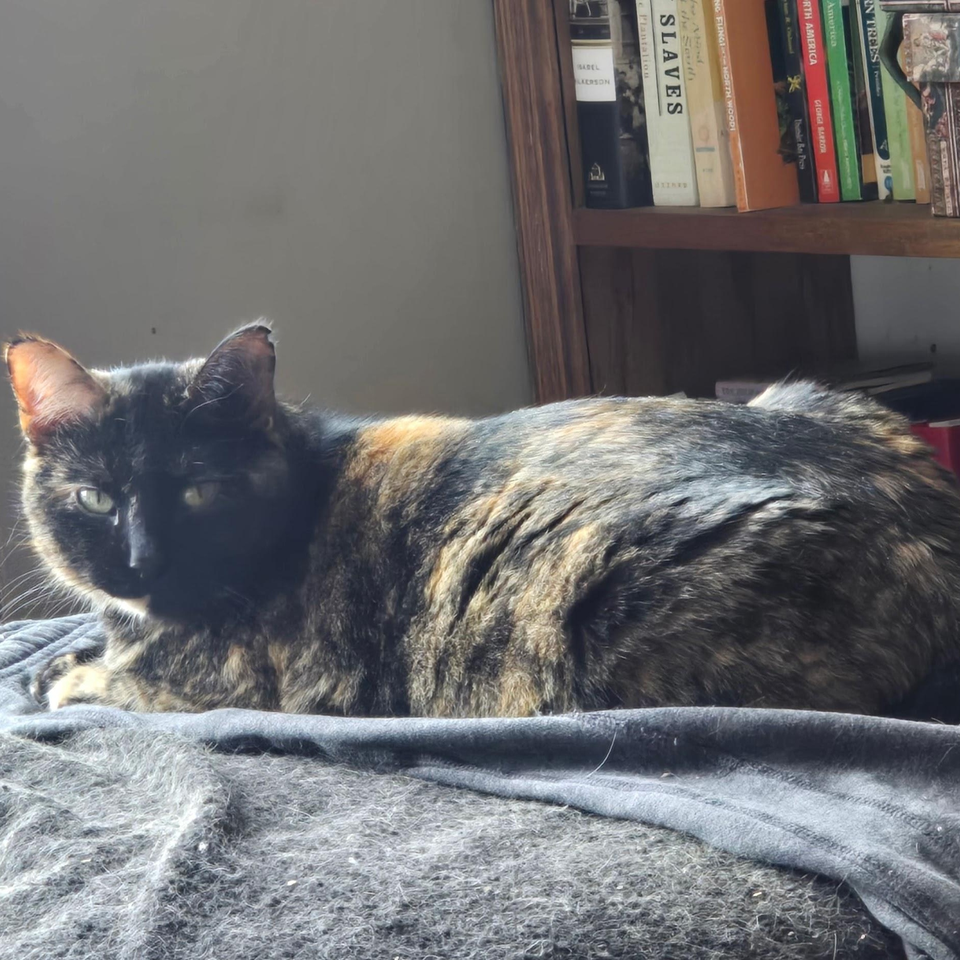Enlarge AUTUMN, an adoptable American Shorthair in Lake City, MN image 5/6