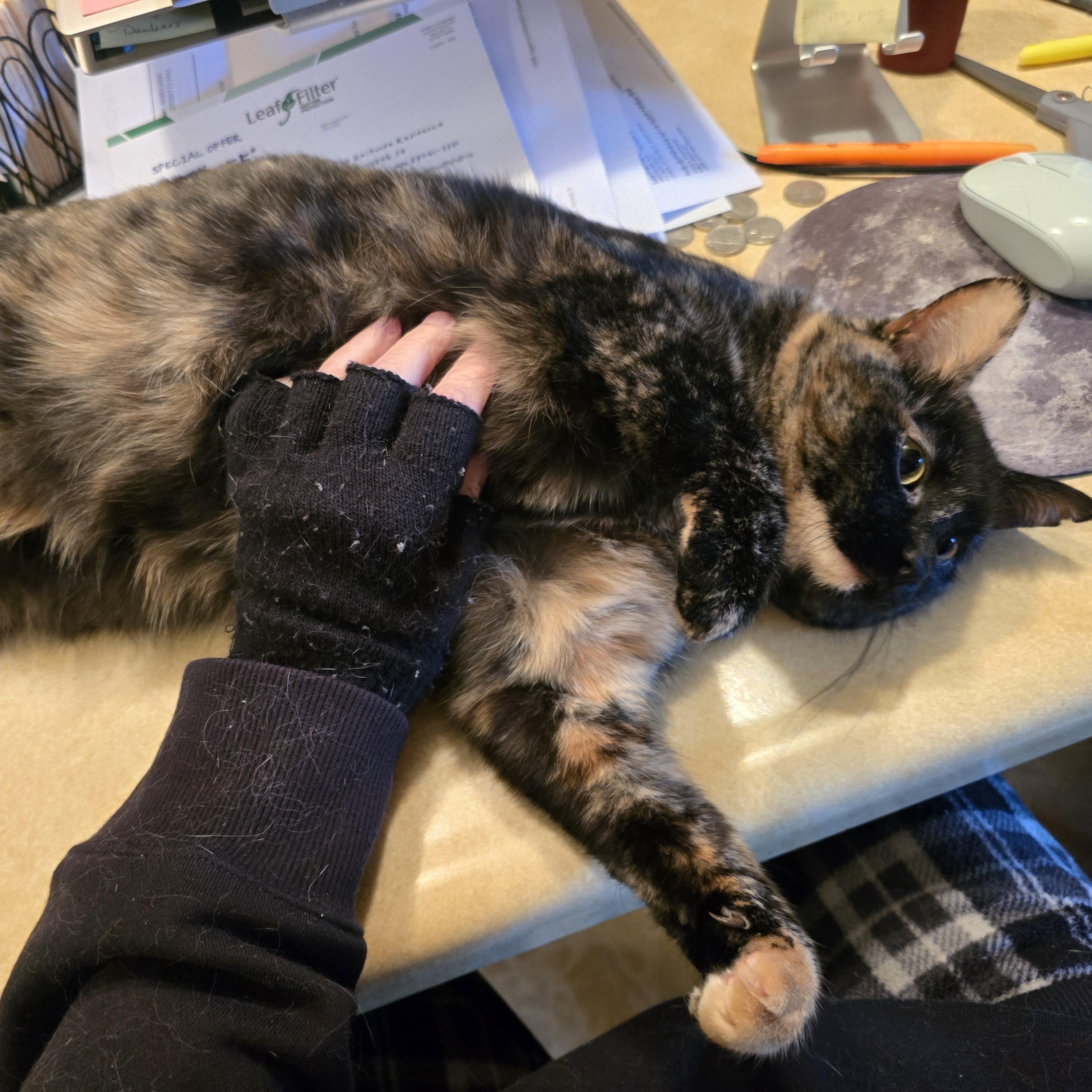 Enlarge AUTUMN, an adoptable American Shorthair in Lake City, MN image 2/6