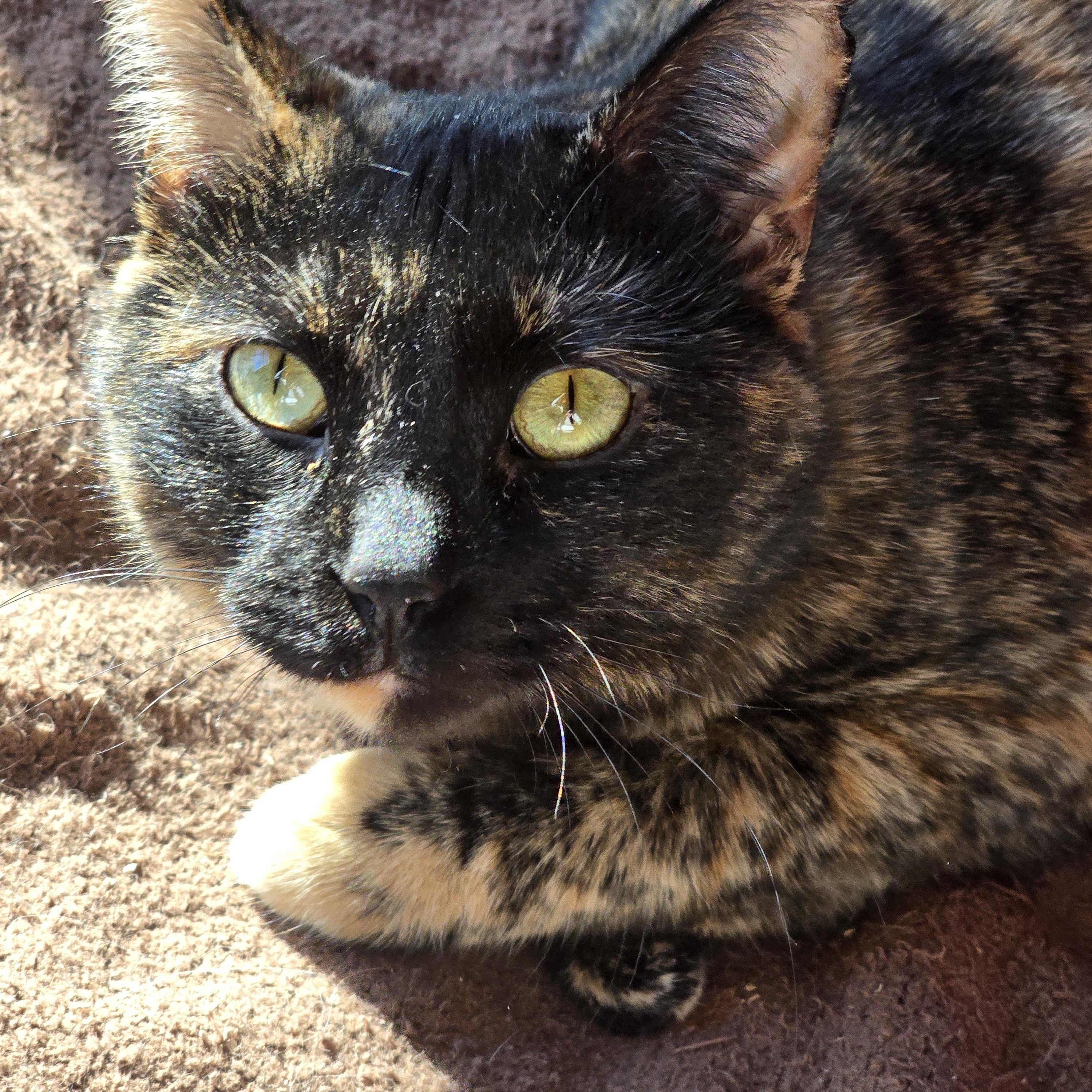 AUTUMN, Adoptable, Adult Female American Shorthair.