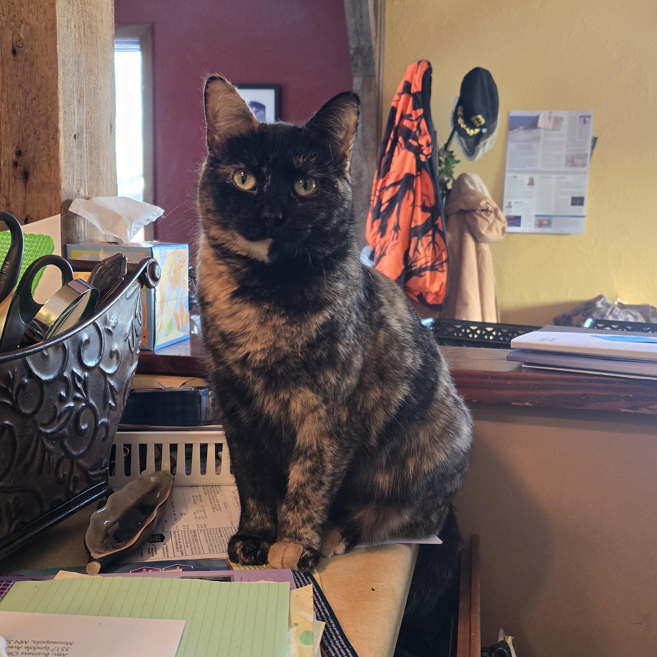 Enlarge AUTUMN, an adoptable American Shorthair in Lake City, MN image 4/6