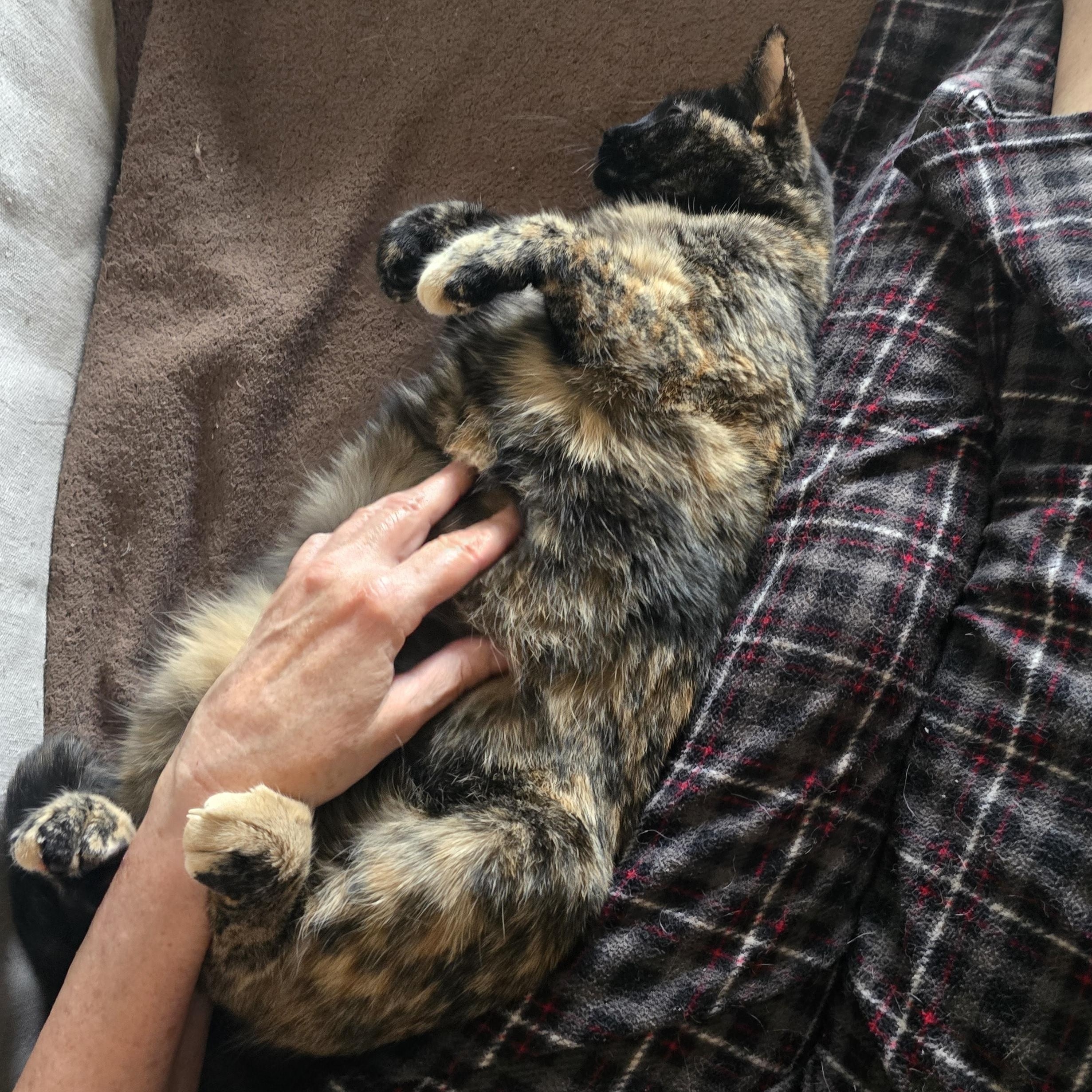 AUTUMN, an adoptable American Shorthair in Lake City, MN image 2/6
