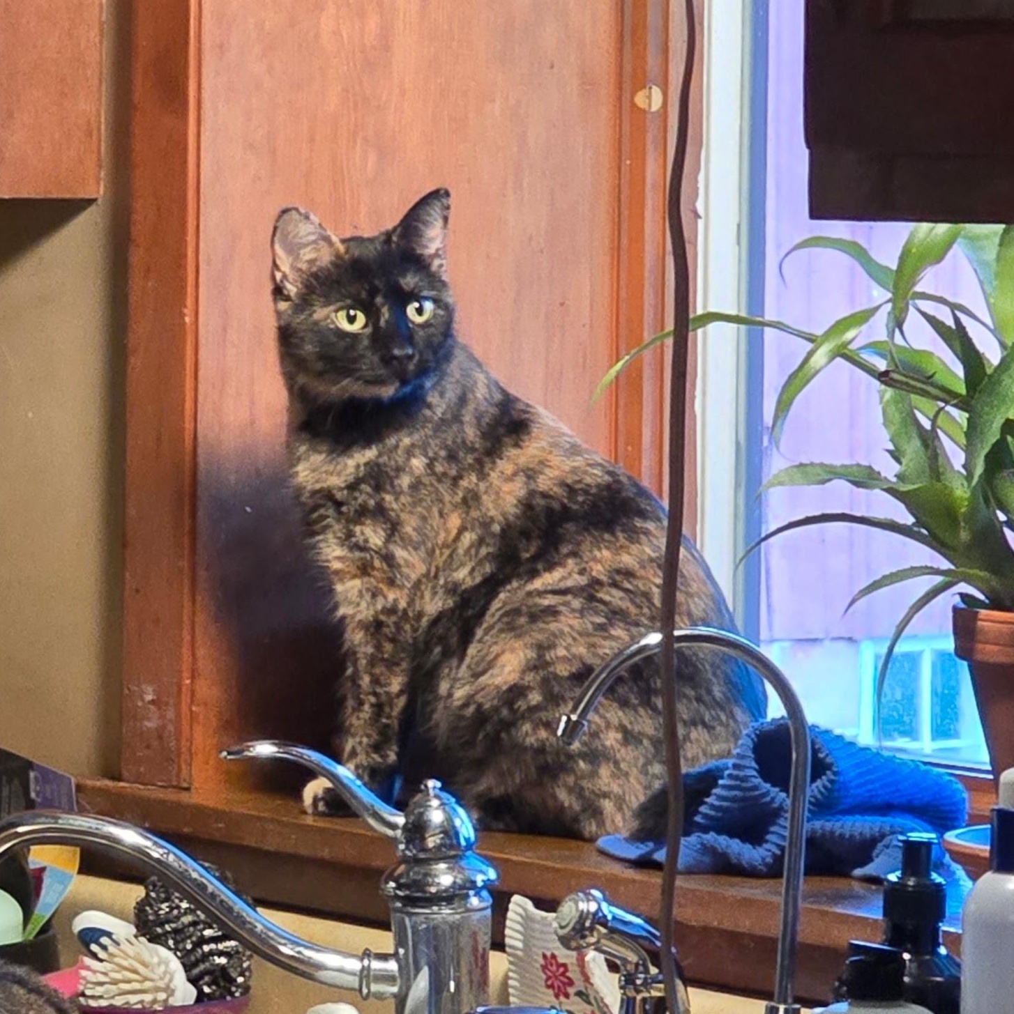 Enlarge AUTUMN, an adoptable American Shorthair in Lake City, MN image 3/6