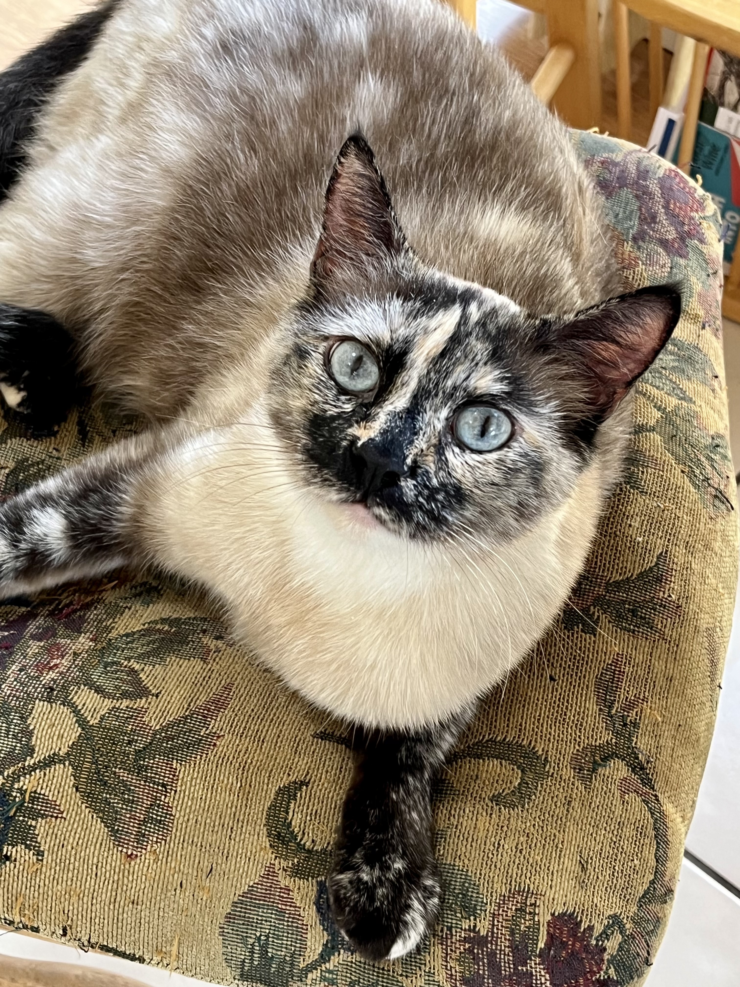 Bella